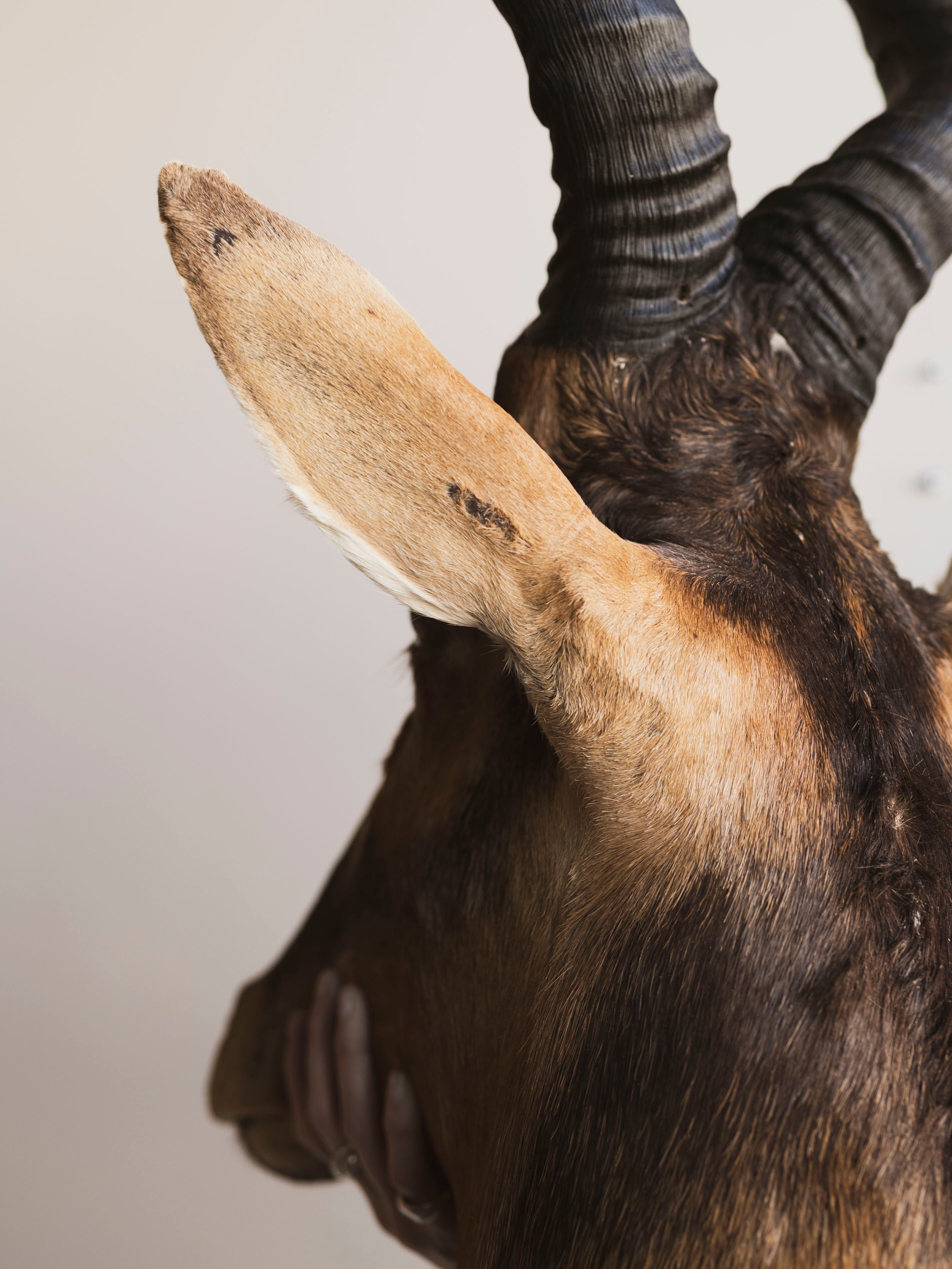 Red Hartebeest Shoulder Mount Taxidermy (Hades), TA441