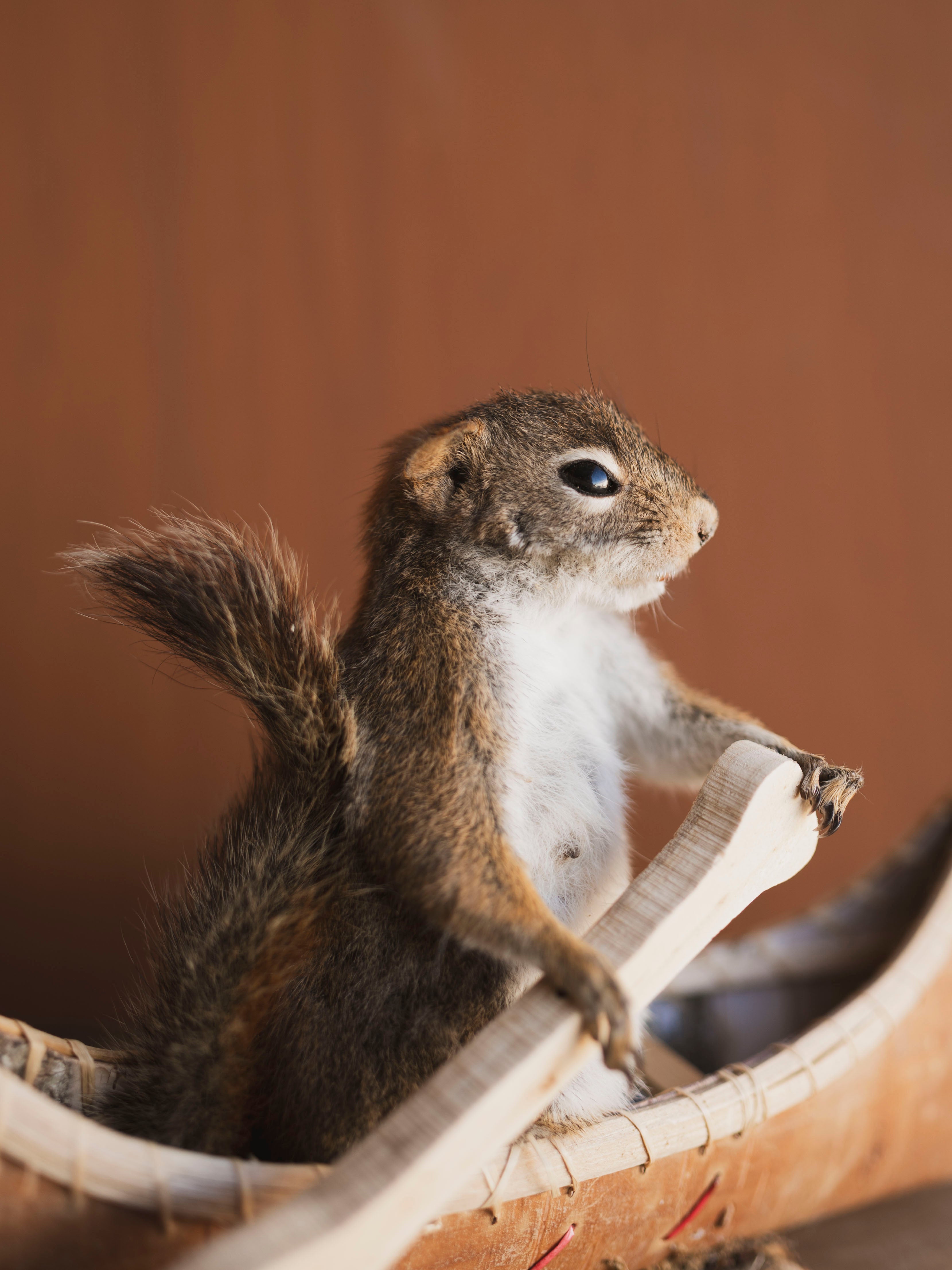 Full Body Red Squirrel in Canoe Taxidermy (Cypress), TA474