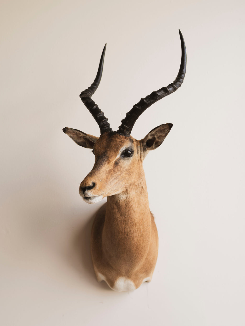 Impala Shoulder Mount Taxidermy (Imogene), TA454