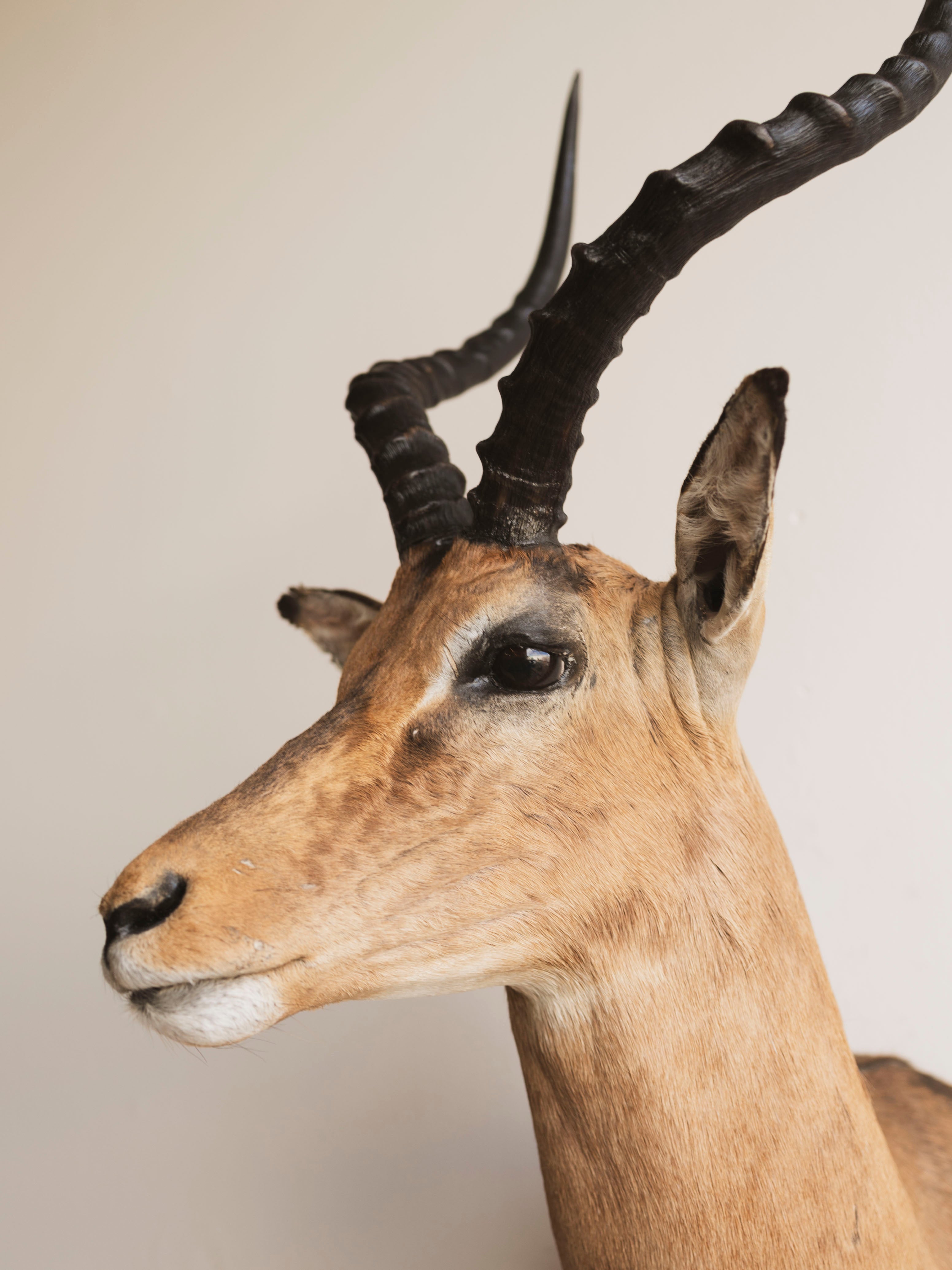 Impala Shoulder Mount Taxidermy (Imogene), TA454
