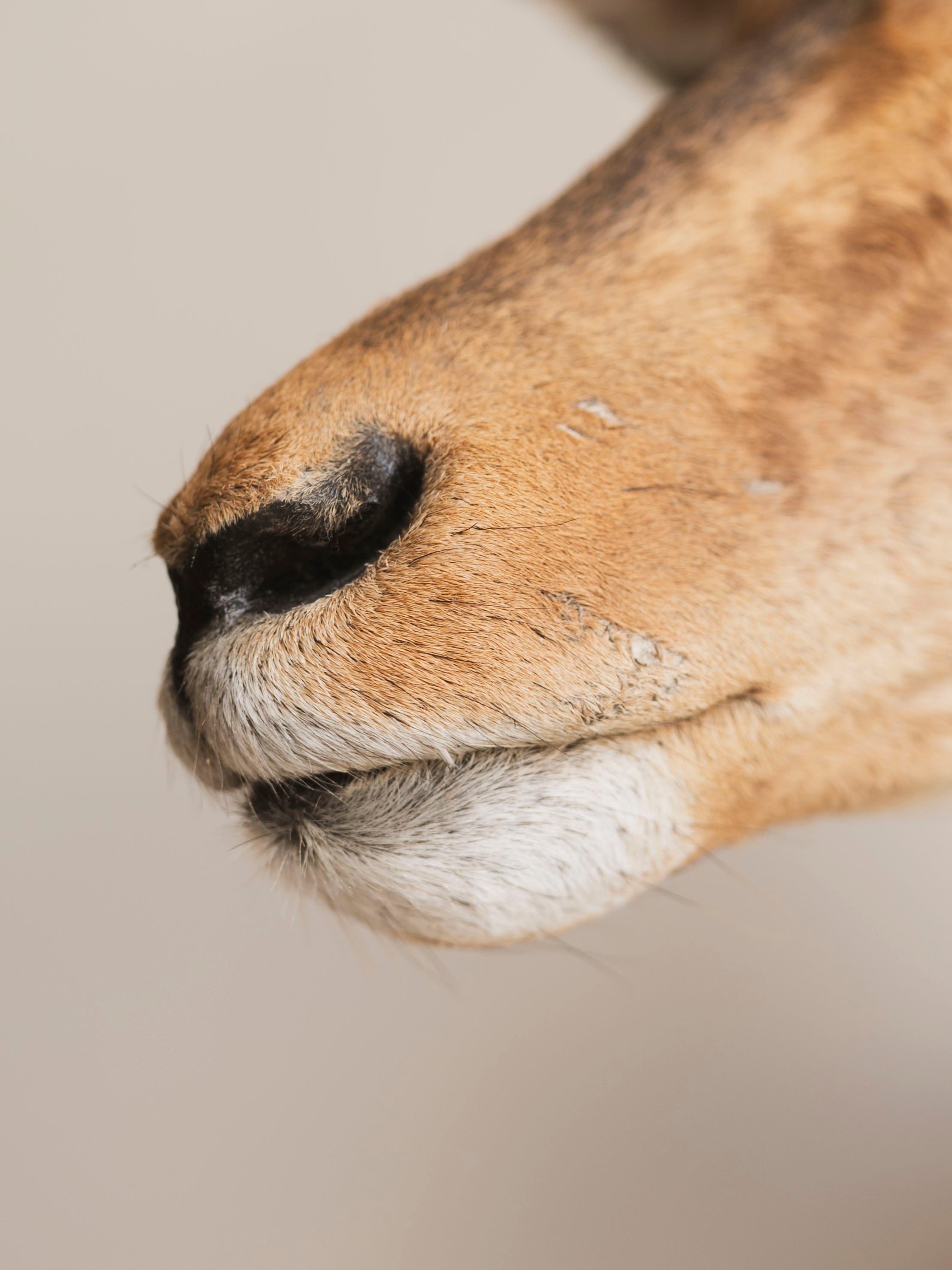 Impala Shoulder Mount Taxidermy (Imogene), TA454