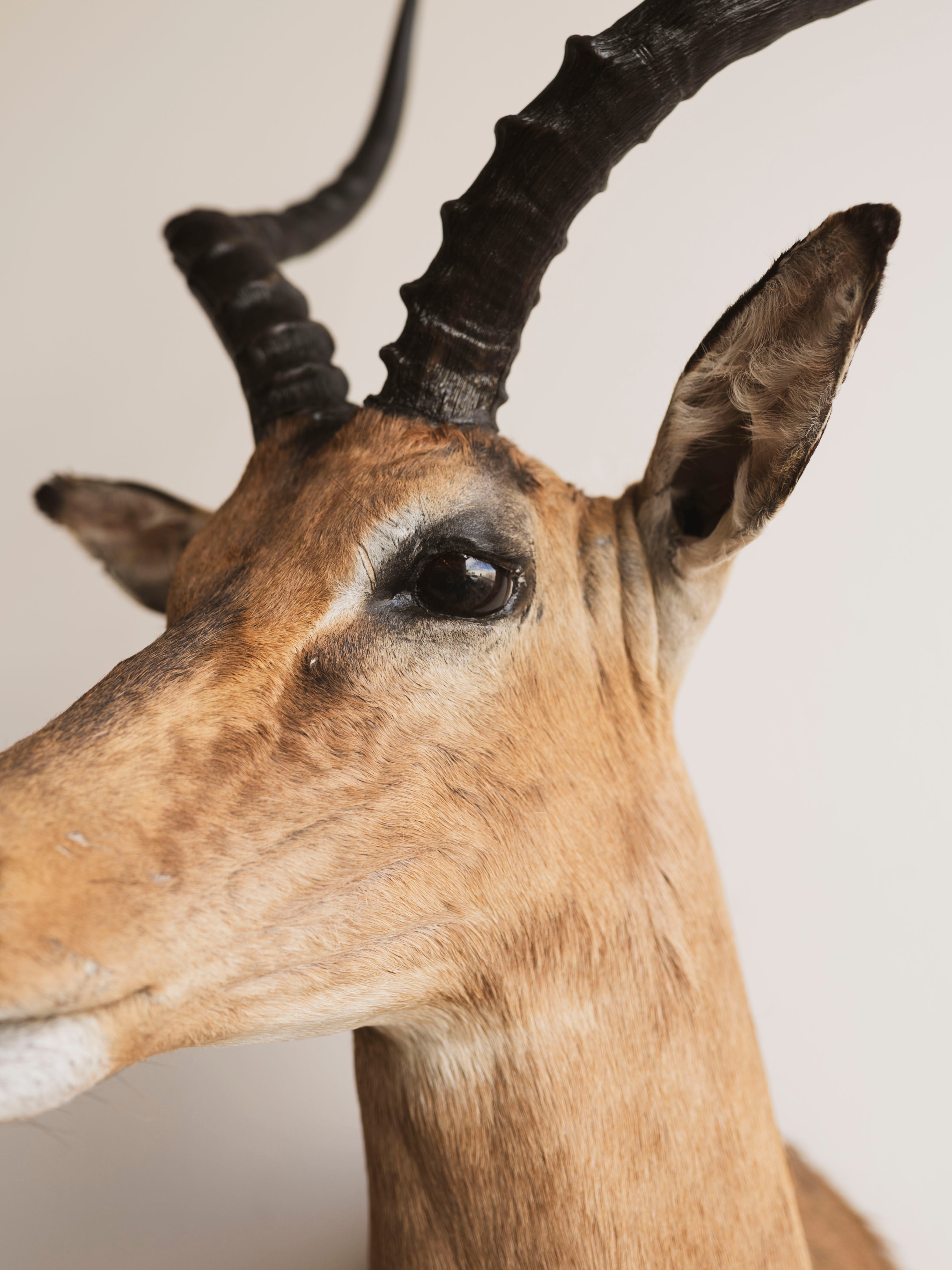 Impala Shoulder Mount Taxidermy (Imogene), TA454