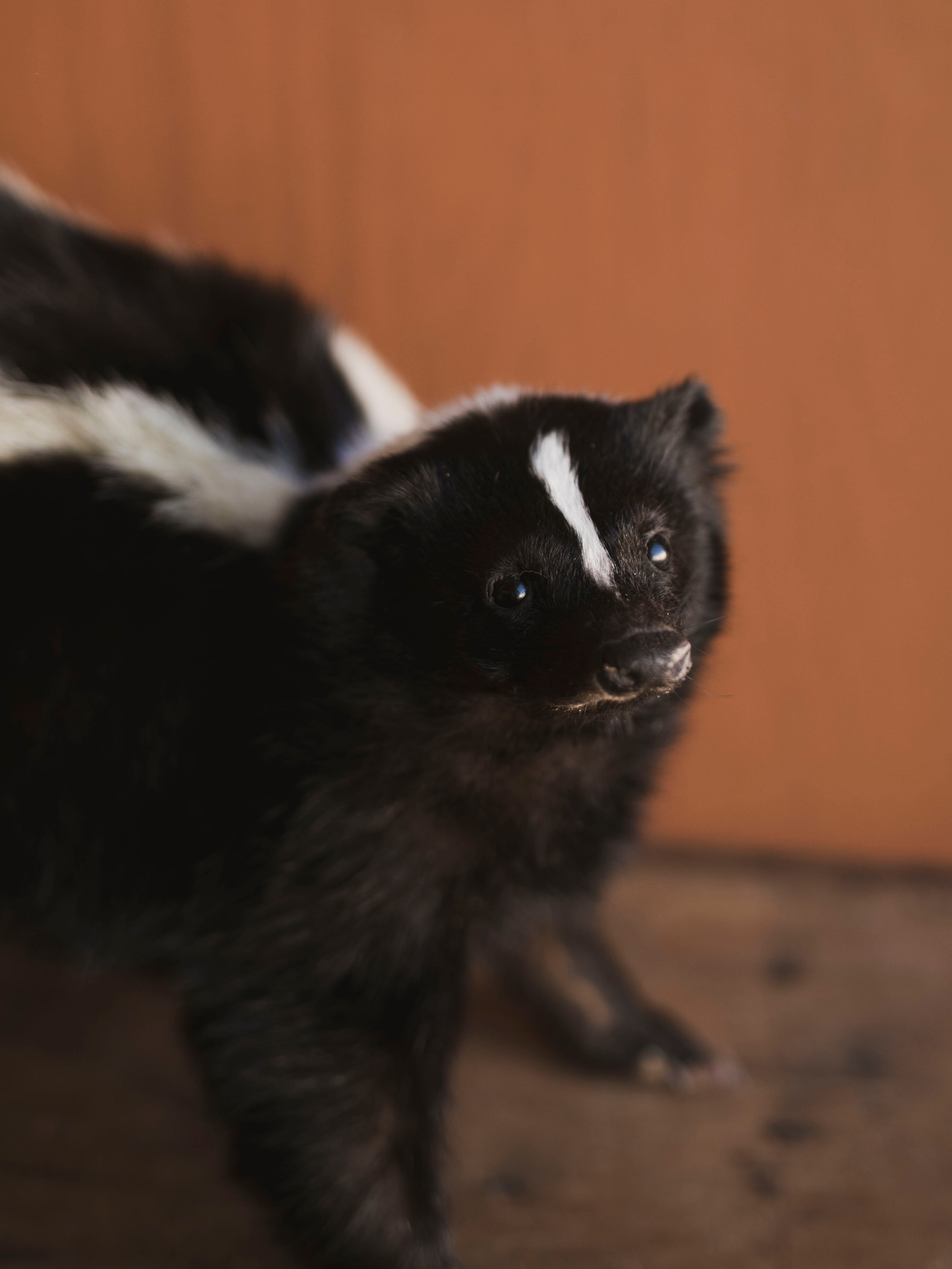 Full Body Skunk Taxidermy (Stinkah), TA482