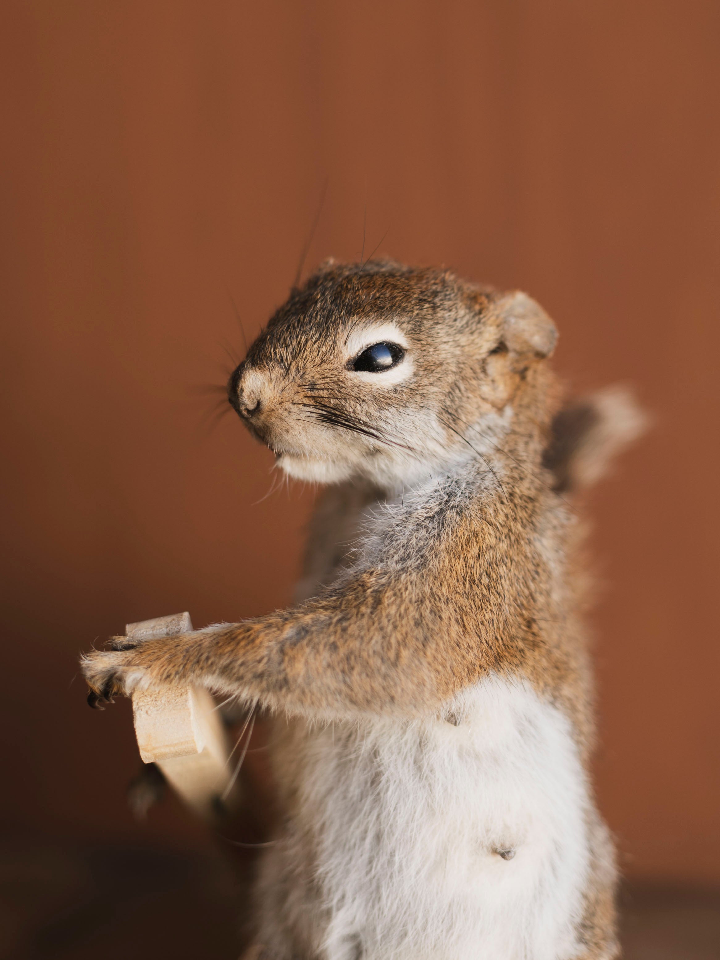 Full Body Red Squirrel in Canoe Taxidermy (Cypress), TA474