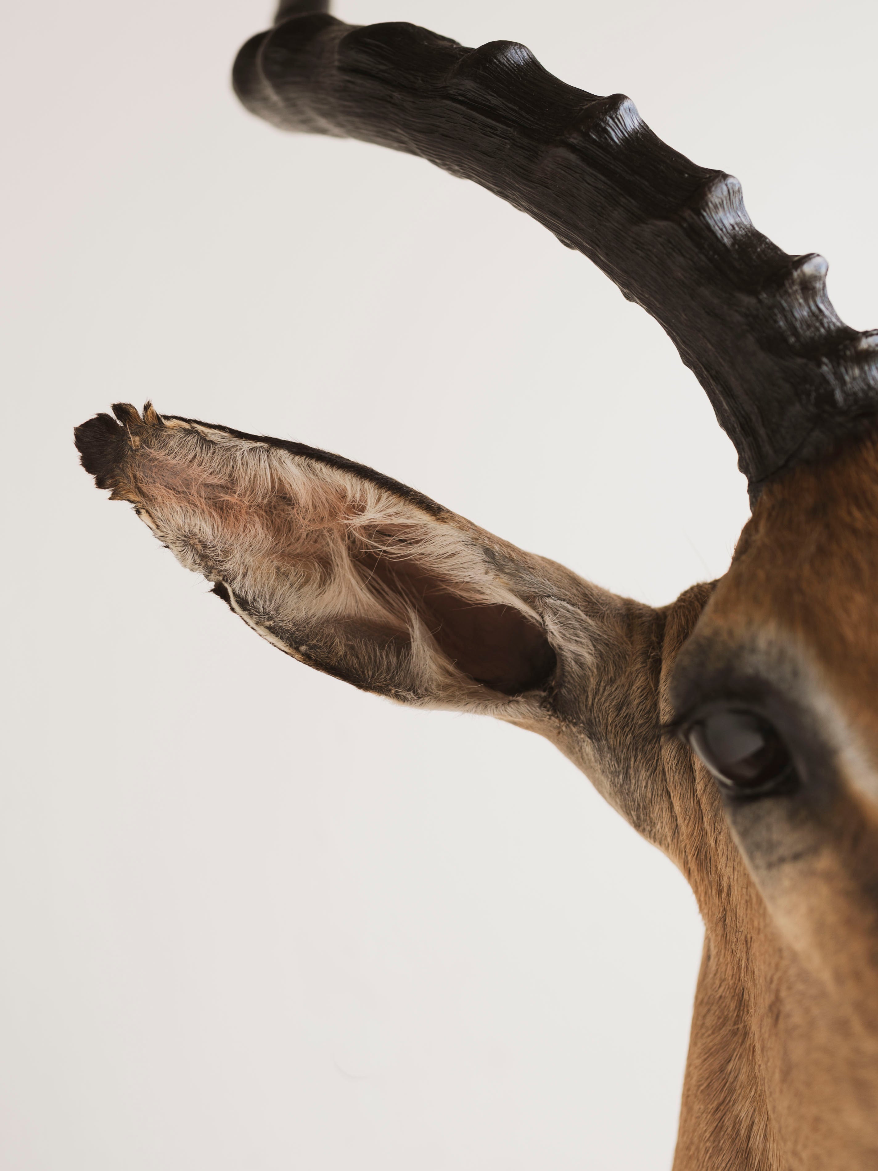 Impala Shoulder Mount Taxidermy (Imogene), TA454