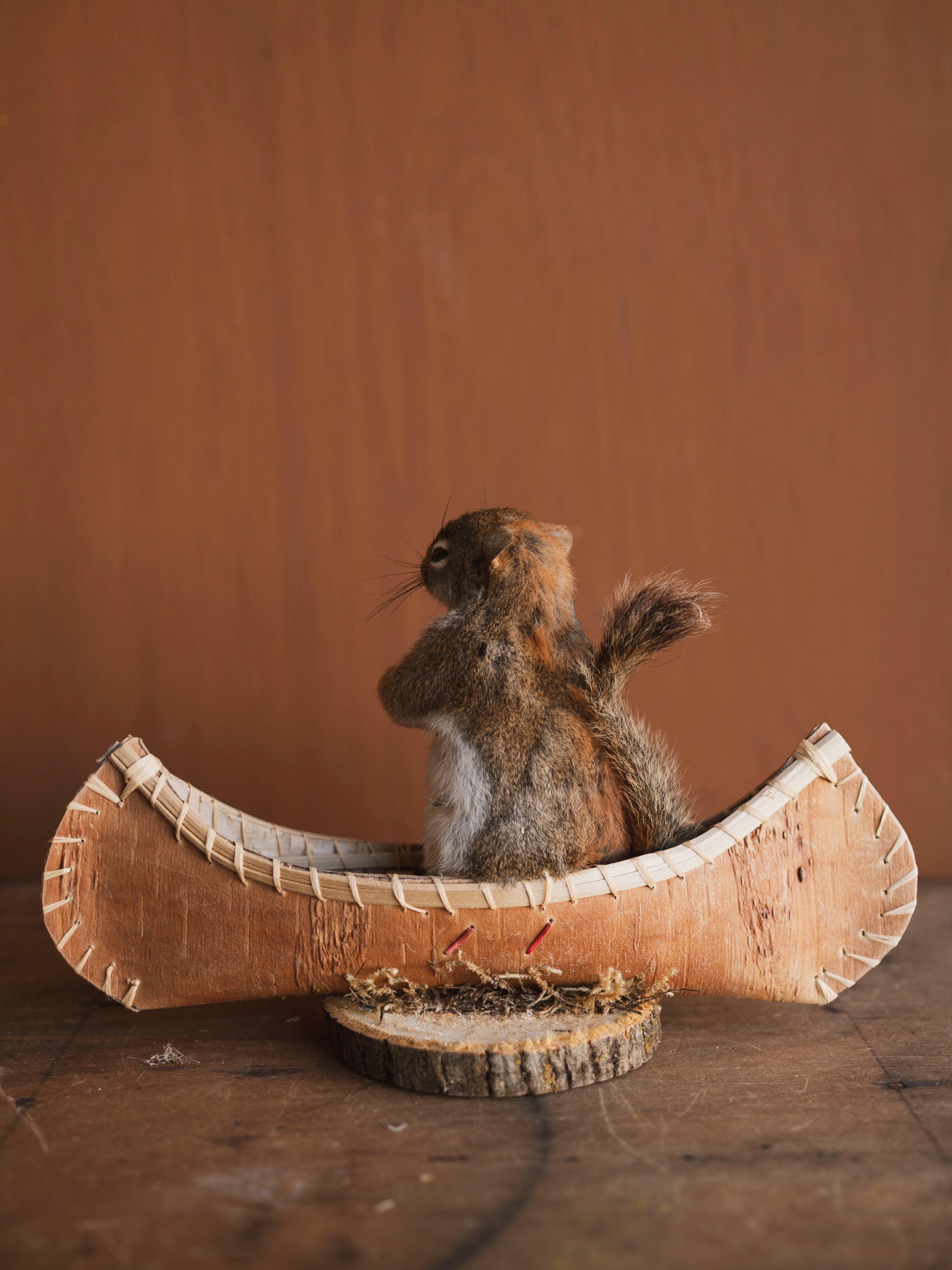 Full Body Red Squirrel in Canoe Taxidermy (Cypress), TA474