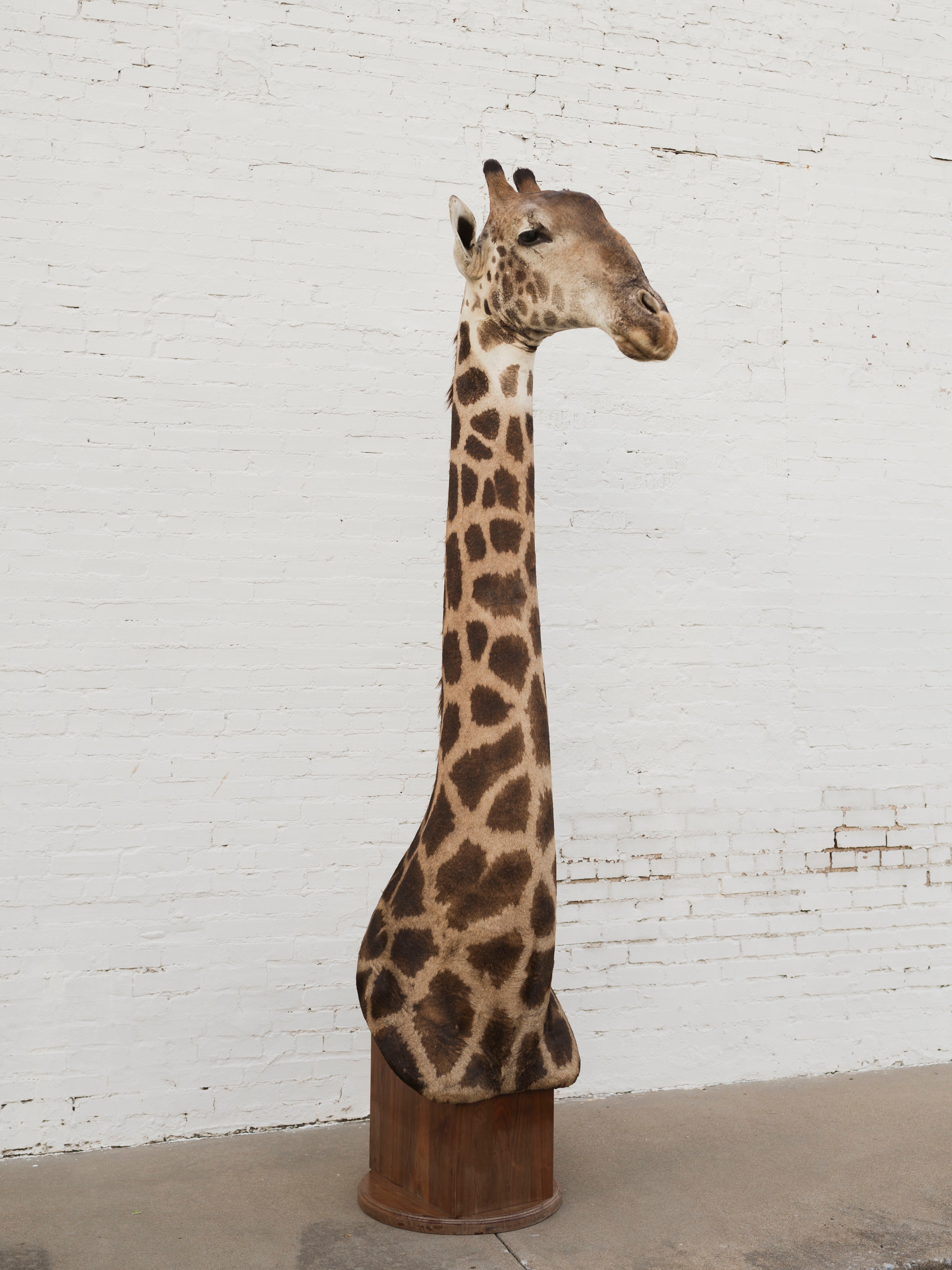 Masai Giraffe Shoulder Mount Taxidermy (Valentino), TA10