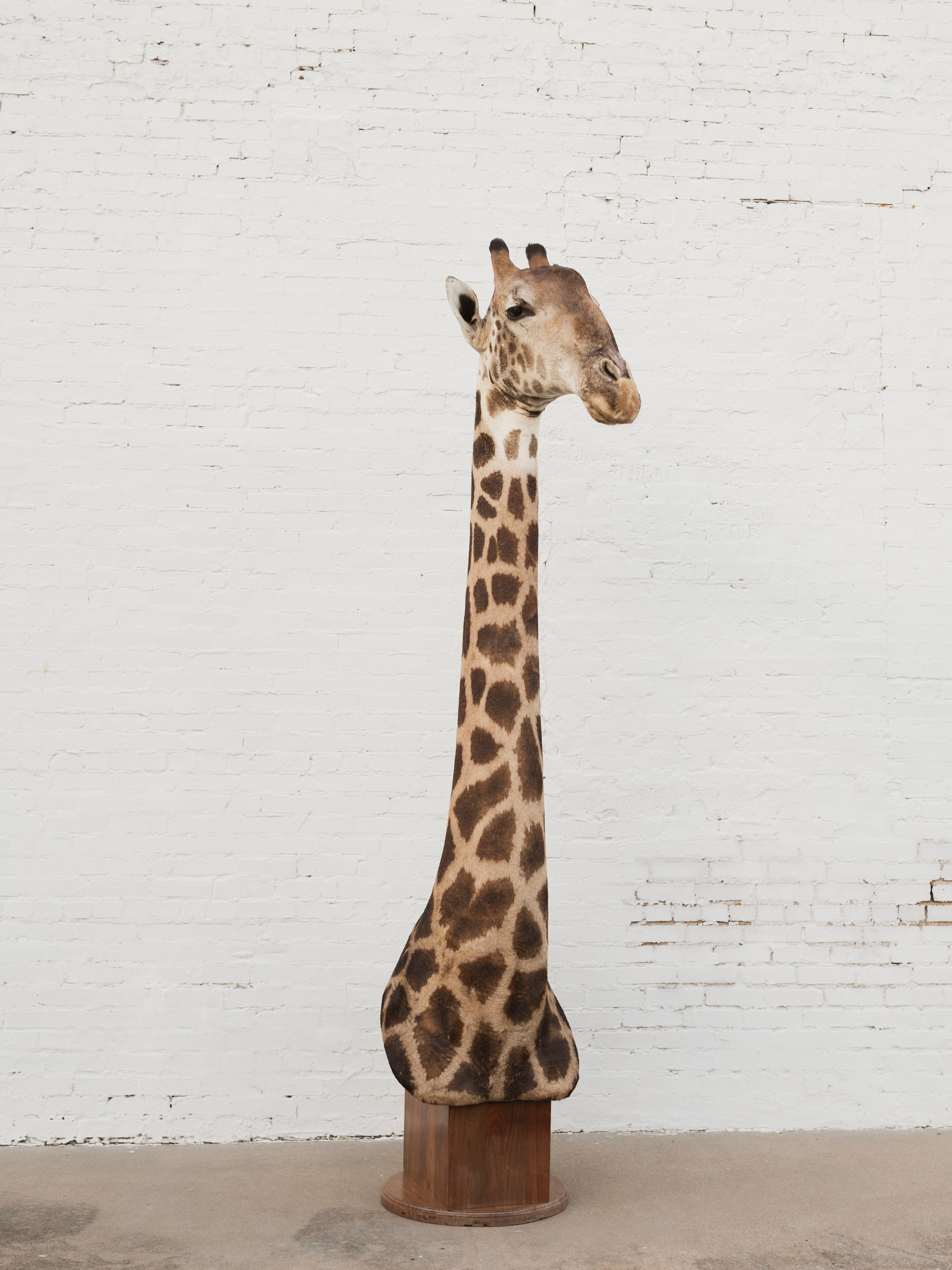 Masai Giraffe Shoulder Mount Taxidermy (Valentino), TA10