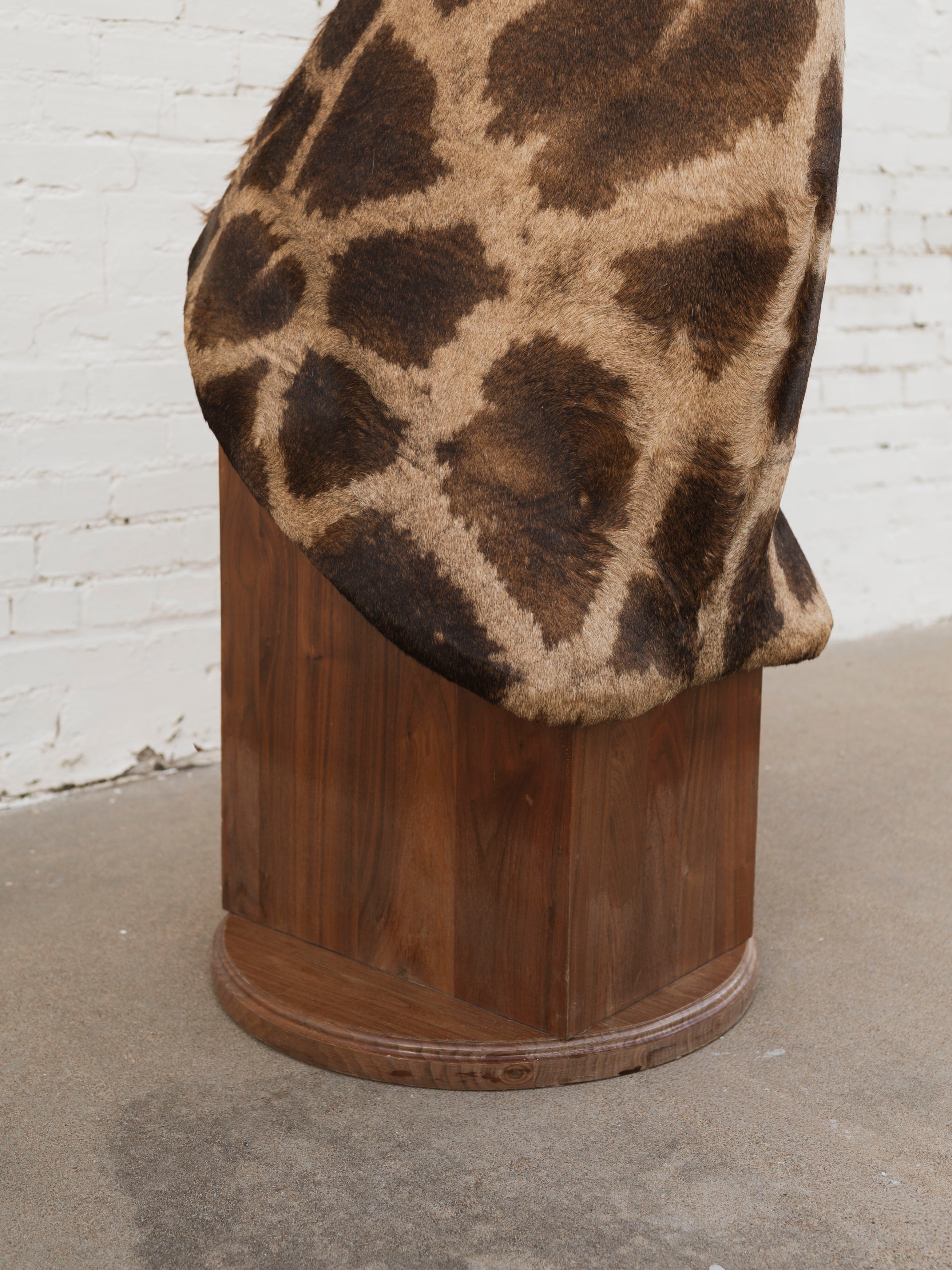 Masai Giraffe Shoulder Mount Taxidermy (Valentino), TA10