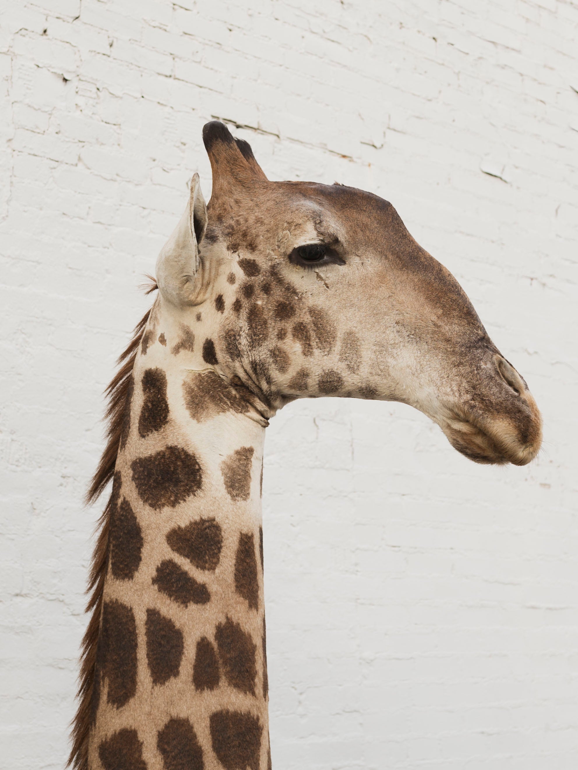 Masai Giraffe Shoulder Mount Taxidermy (Valentino), TA10