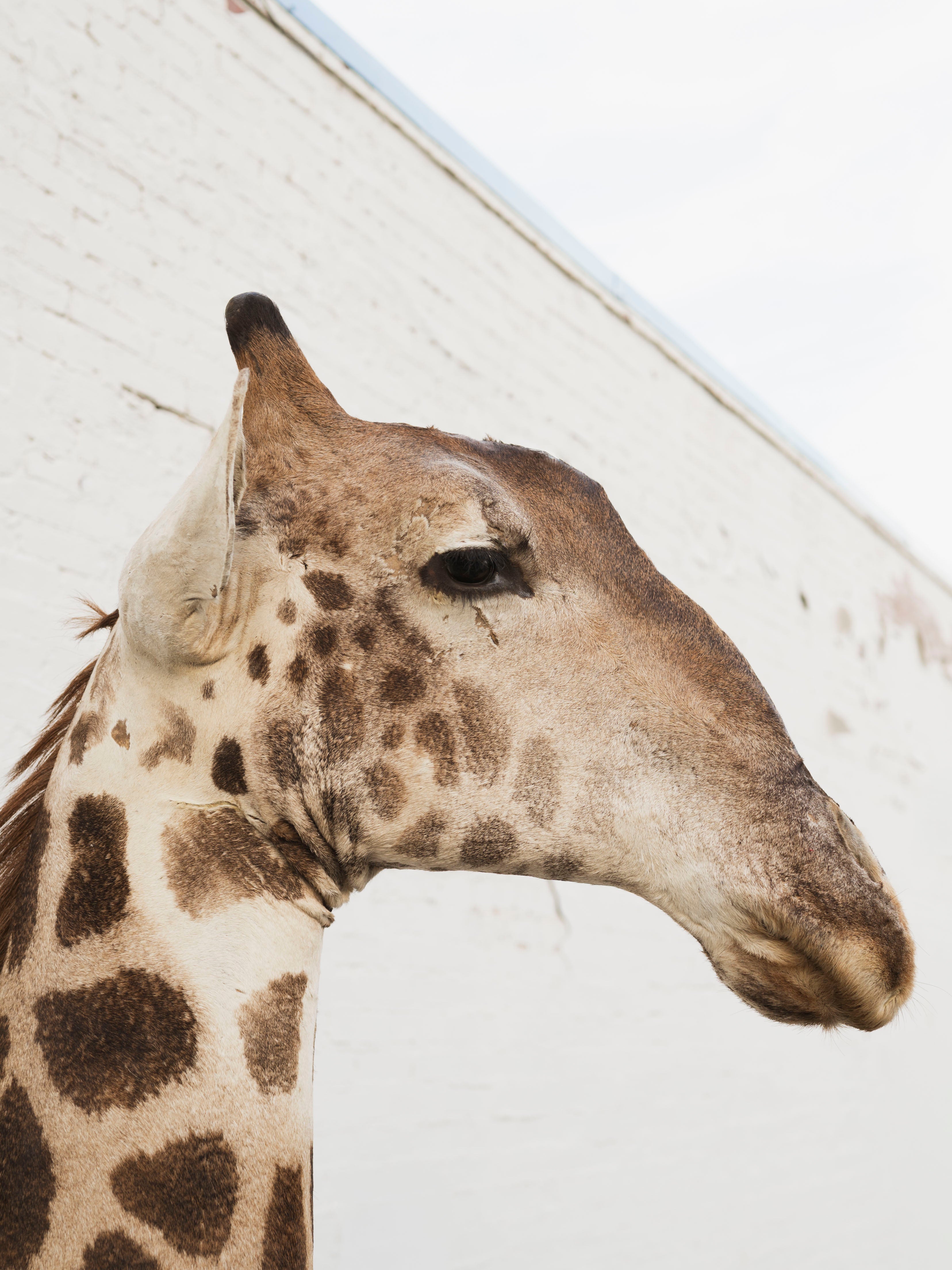 Masai Giraffe Shoulder Mount Taxidermy (Valentino), TA10