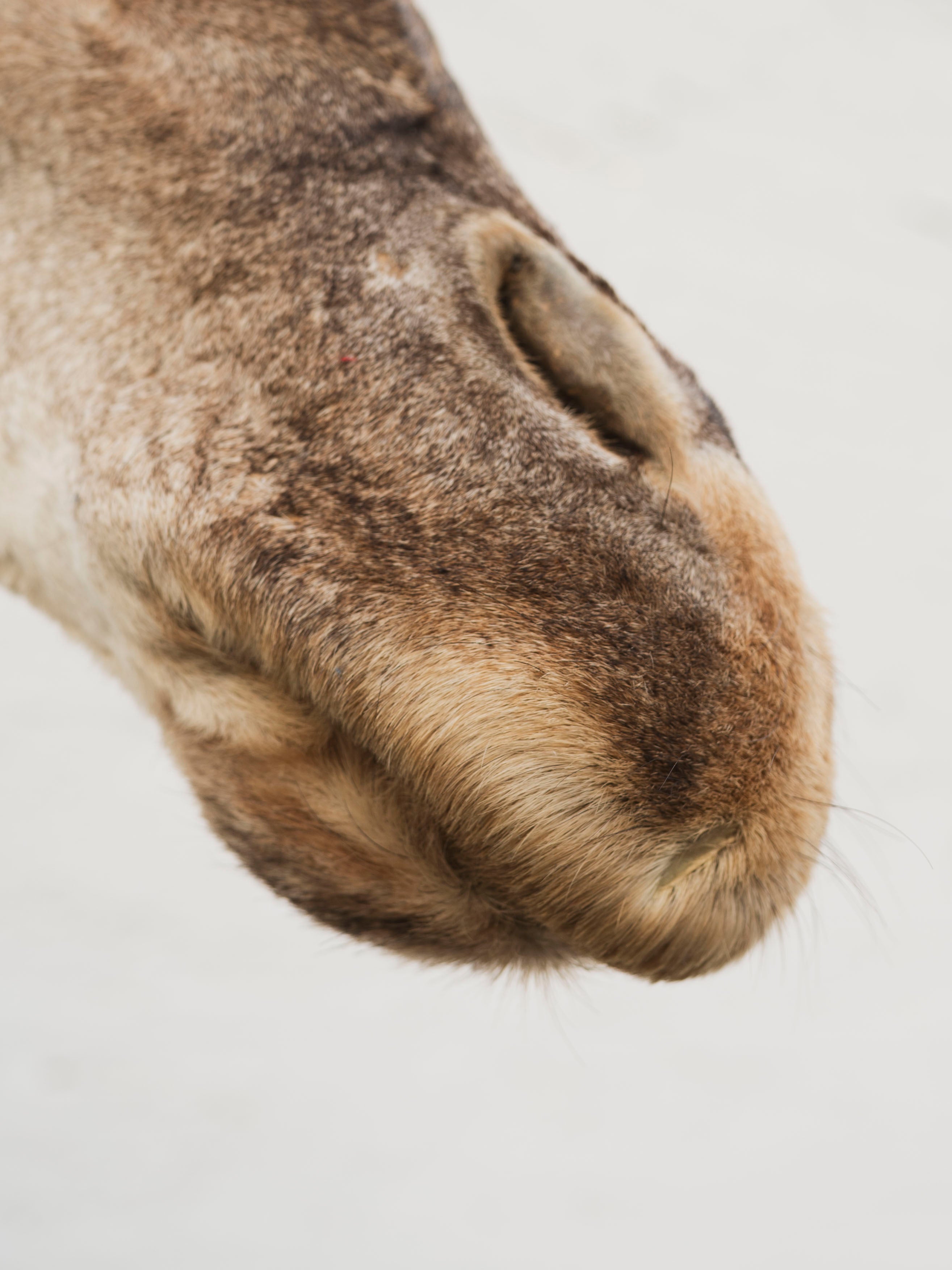 Masai Giraffe Shoulder Mount Taxidermy (Valentino), TA10