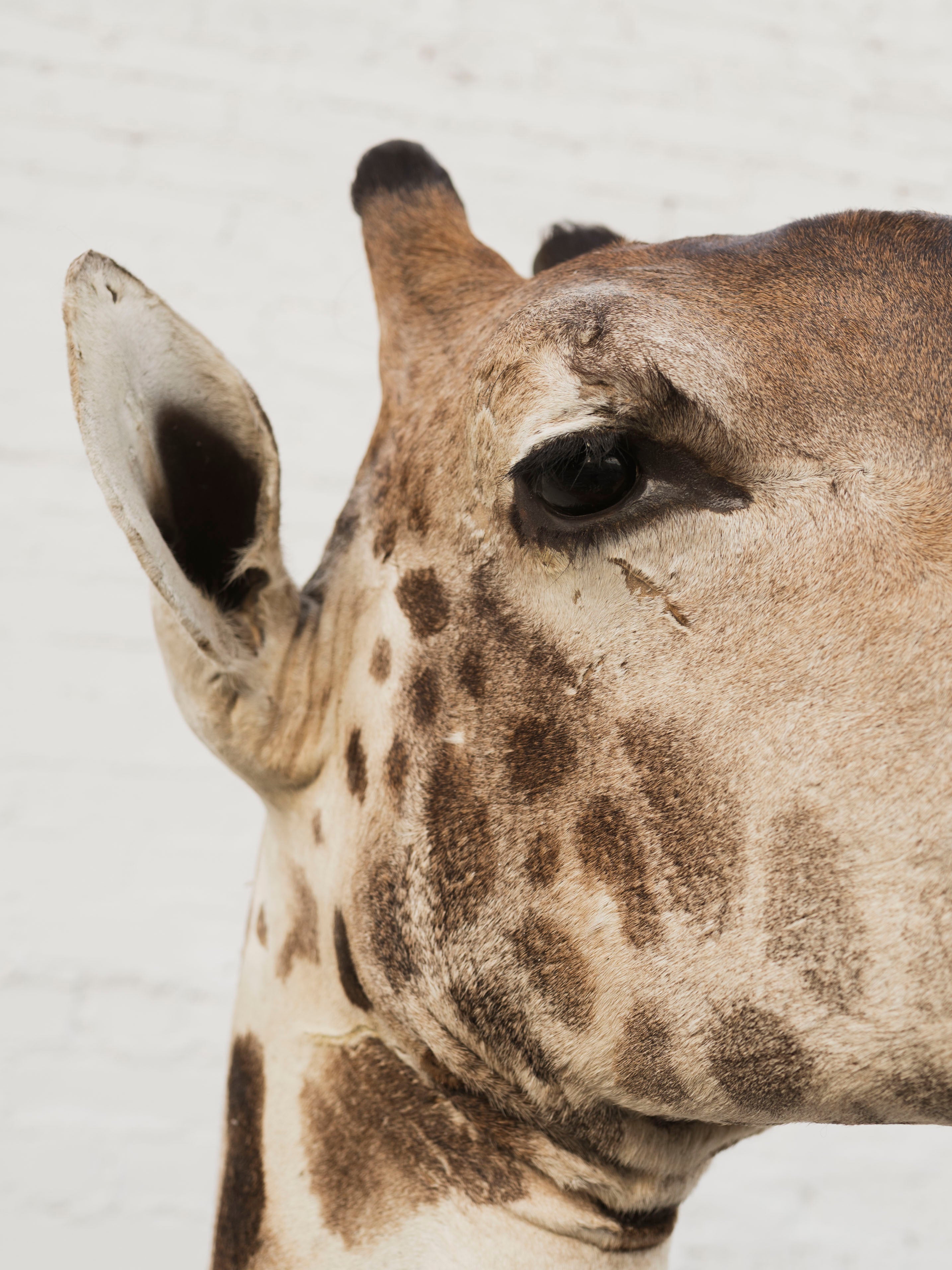 Masai Giraffe Shoulder Mount Taxidermy (Valentino), TA10