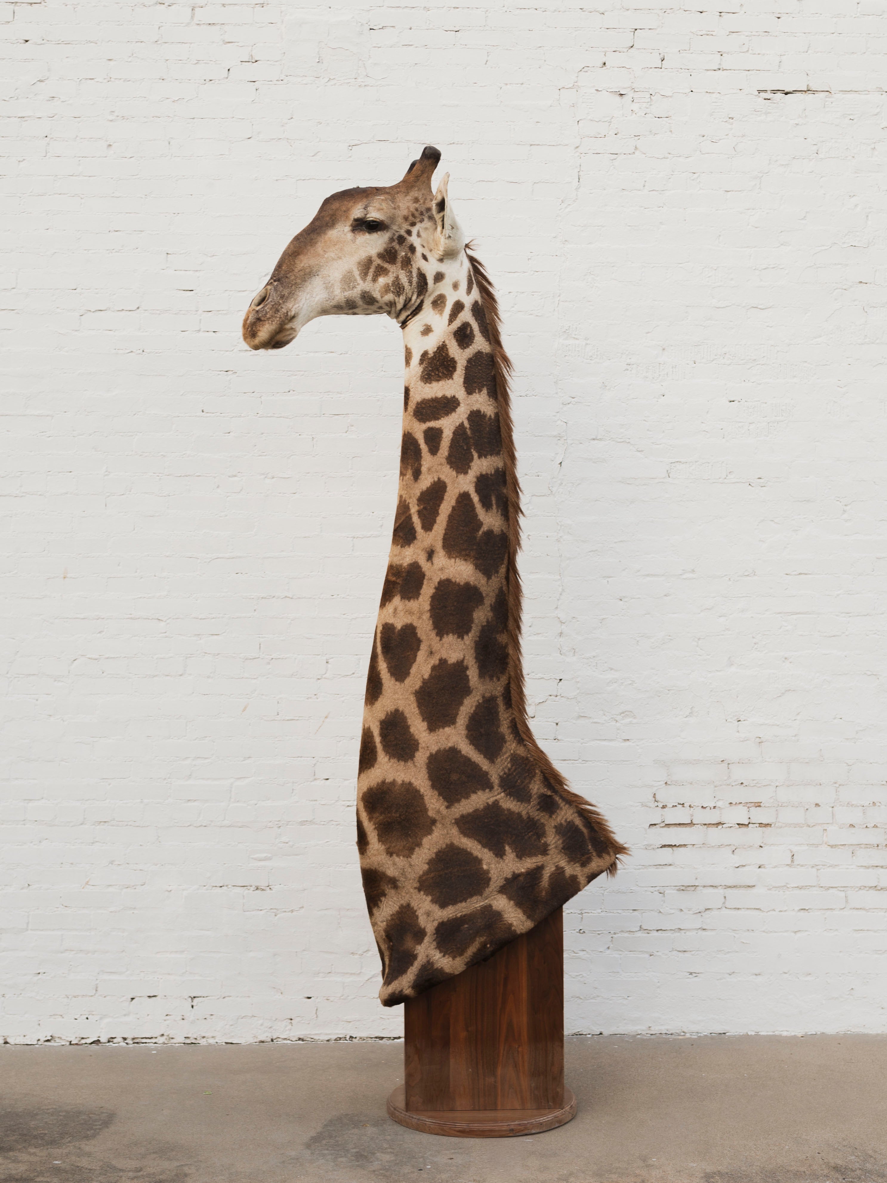 Masai Giraffe Shoulder Mount Taxidermy (Valentino), TA10