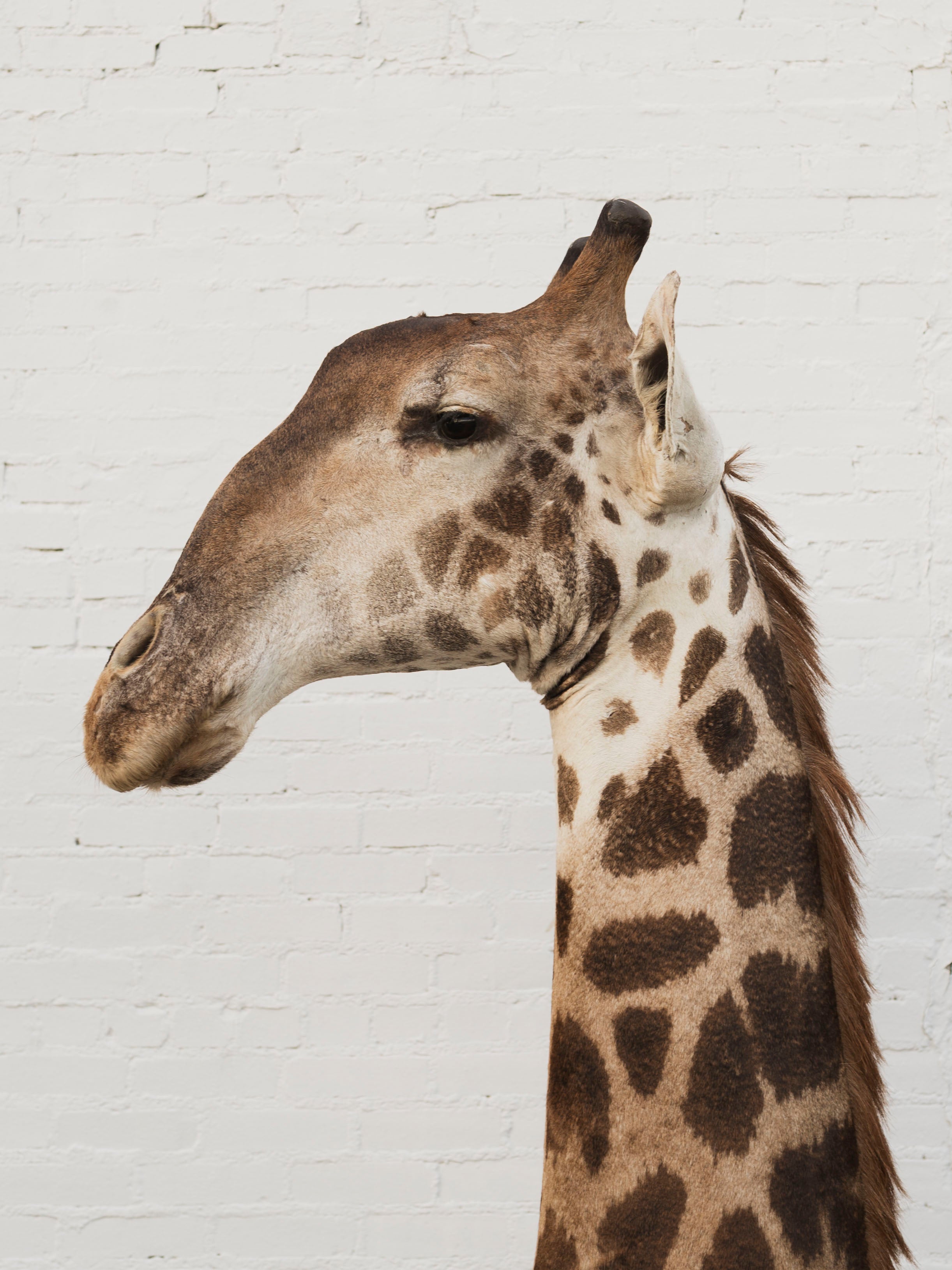 Masai Giraffe Shoulder Mount Taxidermy (Valentino), TA10