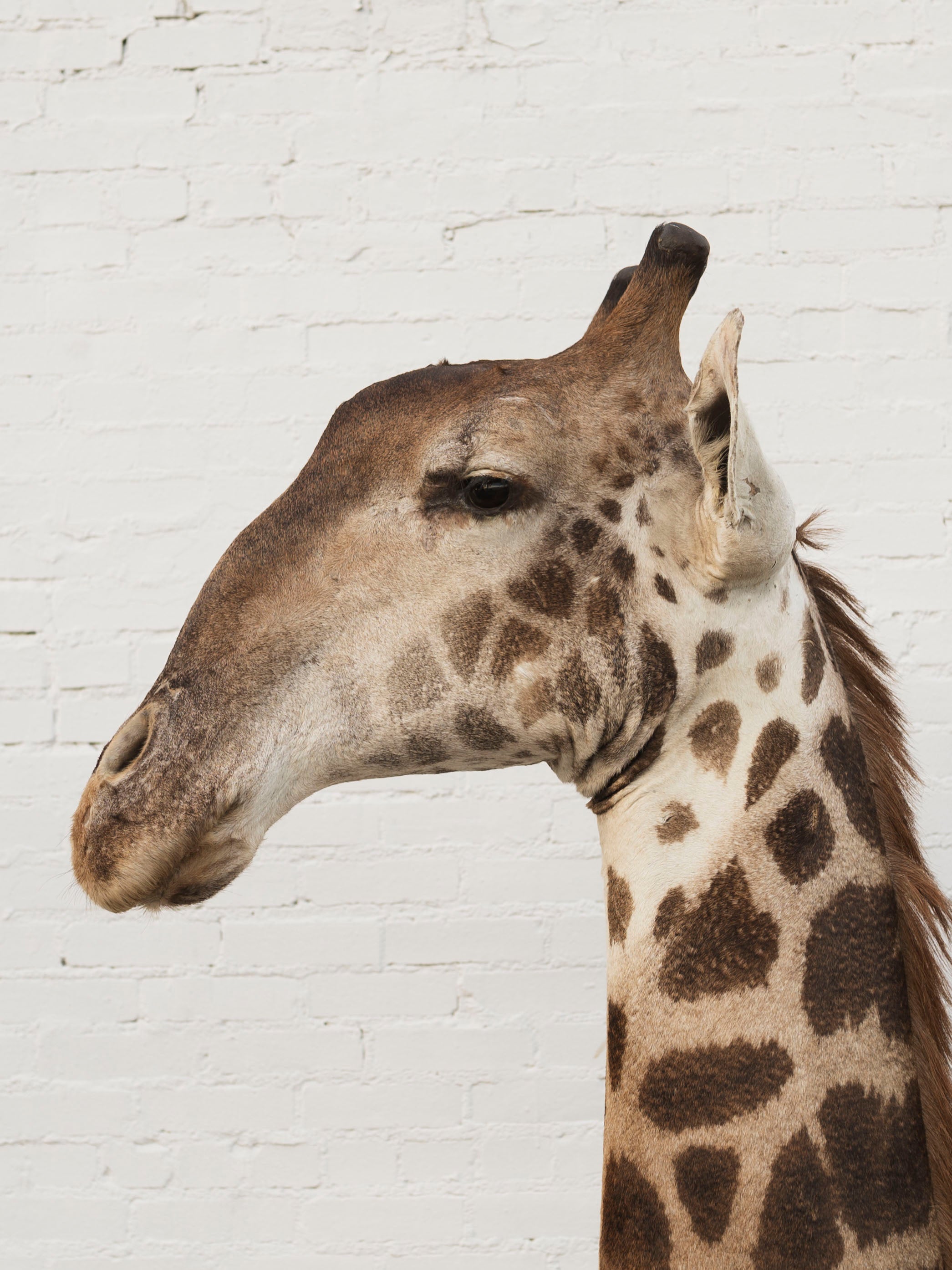 Masai Giraffe Shoulder Mount Taxidermy (Valentino), TA10