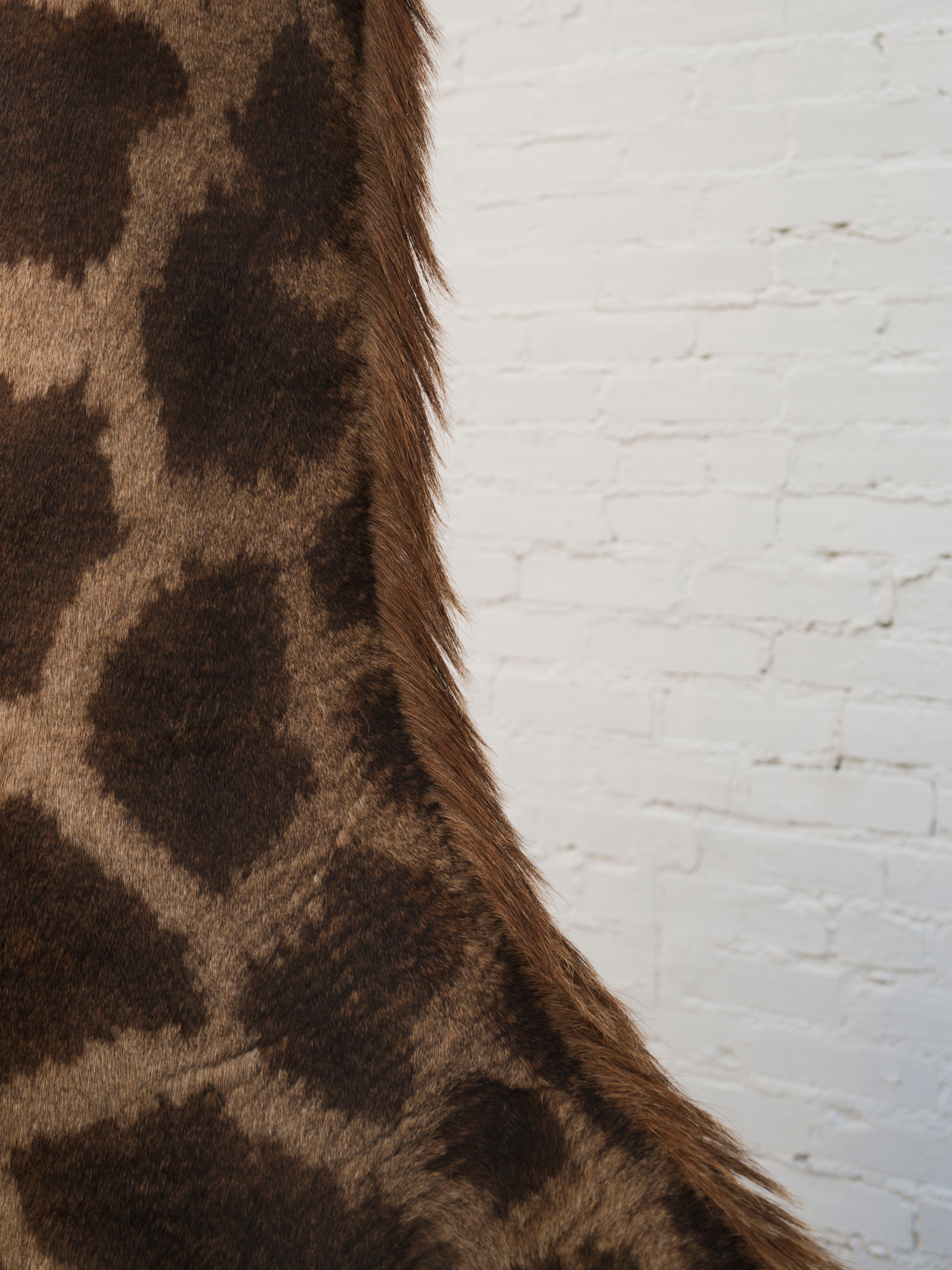 Masai Giraffe Shoulder Mount Taxidermy (Valentino), TA10