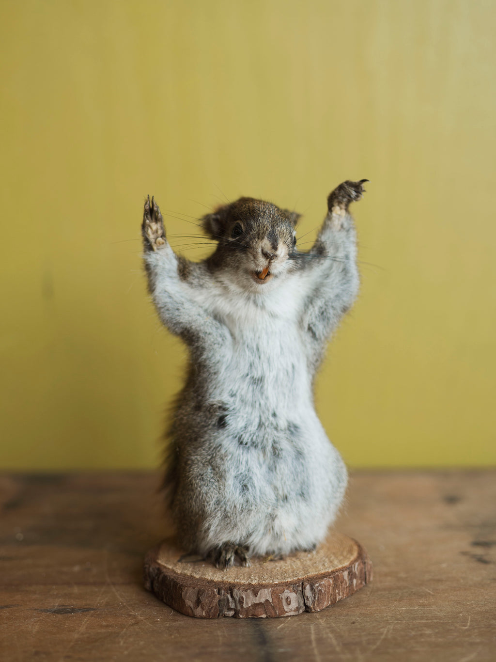 Two Hands Up Full Body Red Squirrel Taxidermy (Sadie), TA480