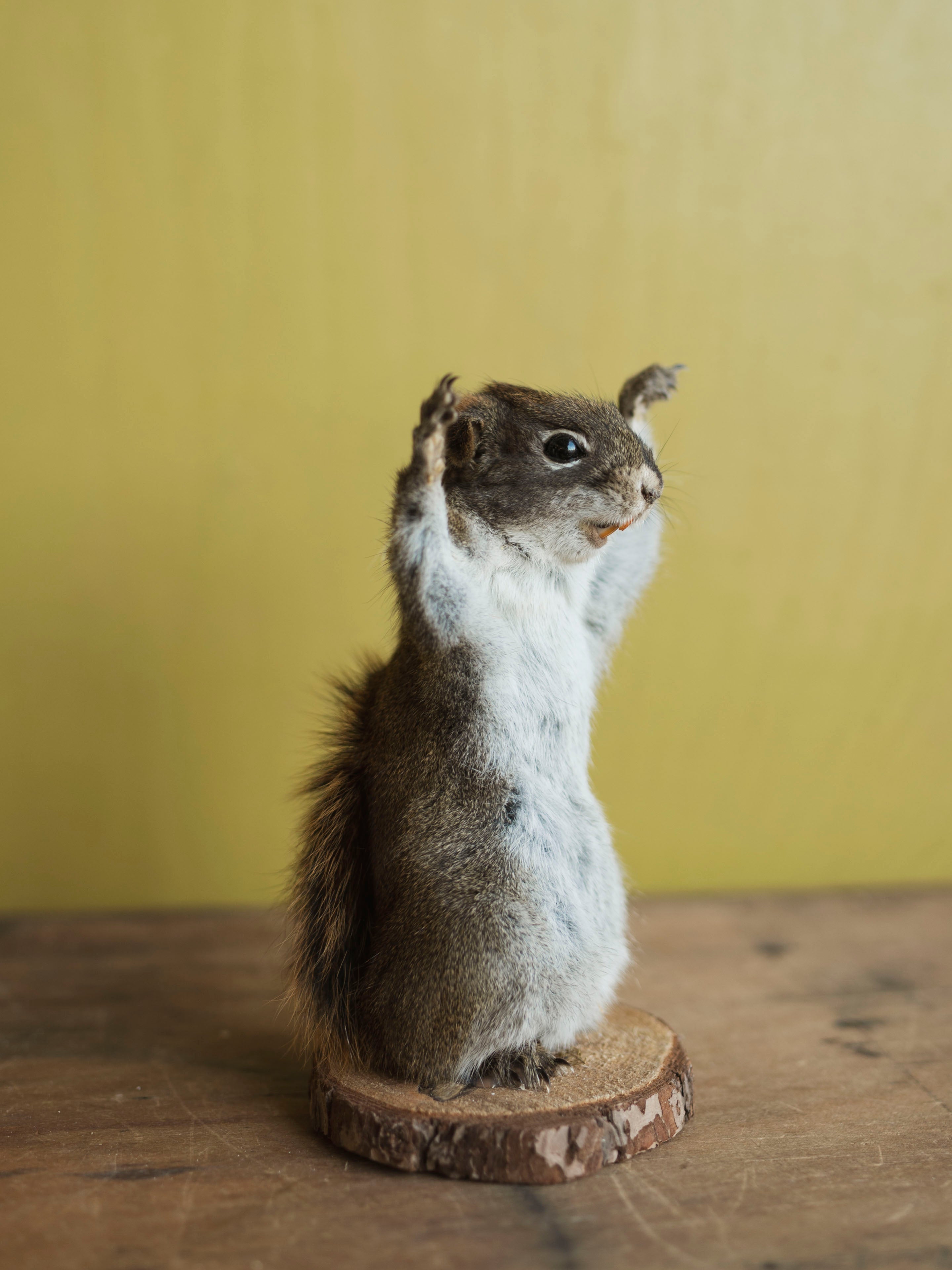 Two Hands Up Full Body Red Squirrel Taxidermy (Sadie), TA480