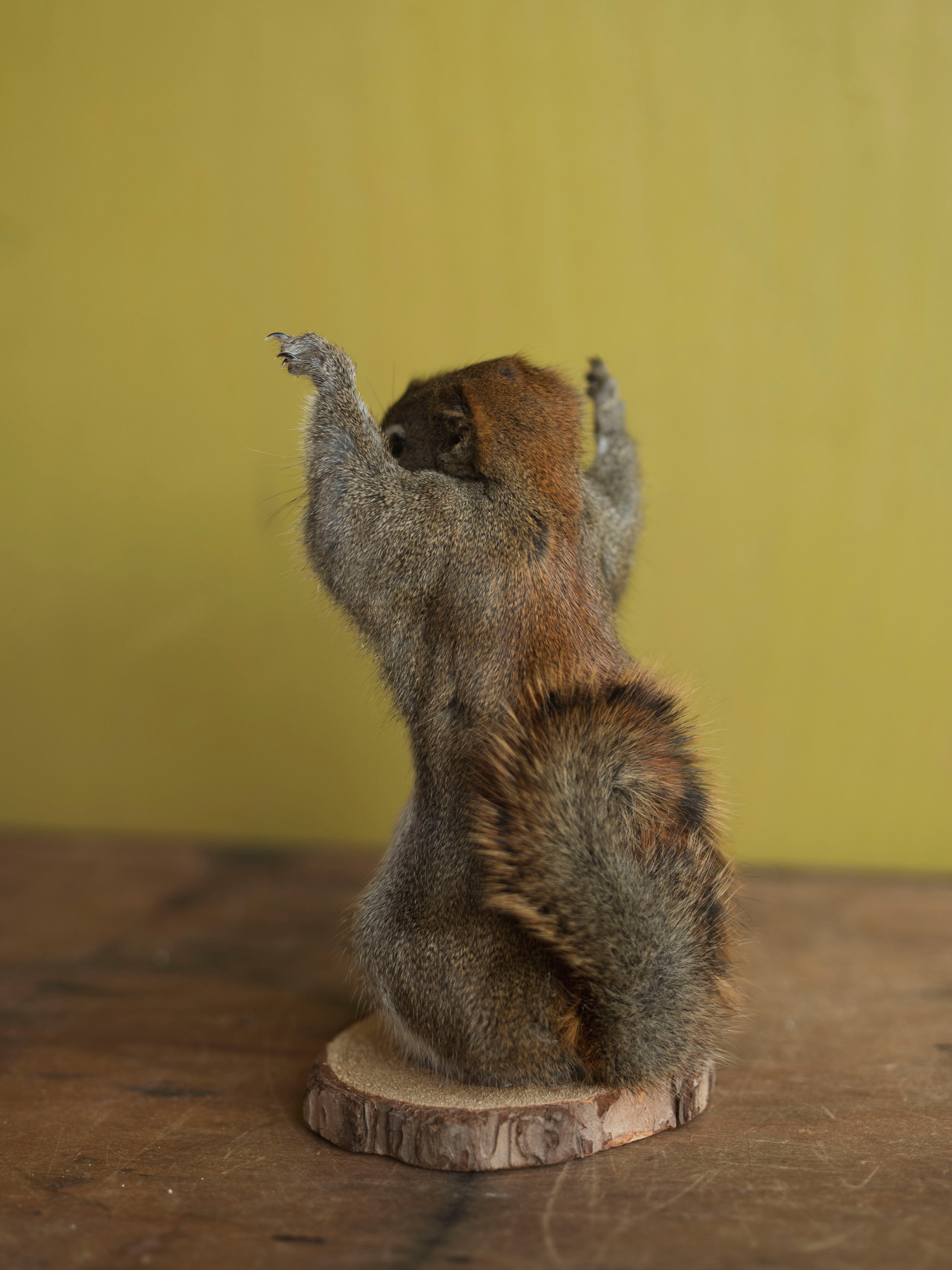 Two Hands Up Full Body Red Squirrel Taxidermy (Sadie), TA480