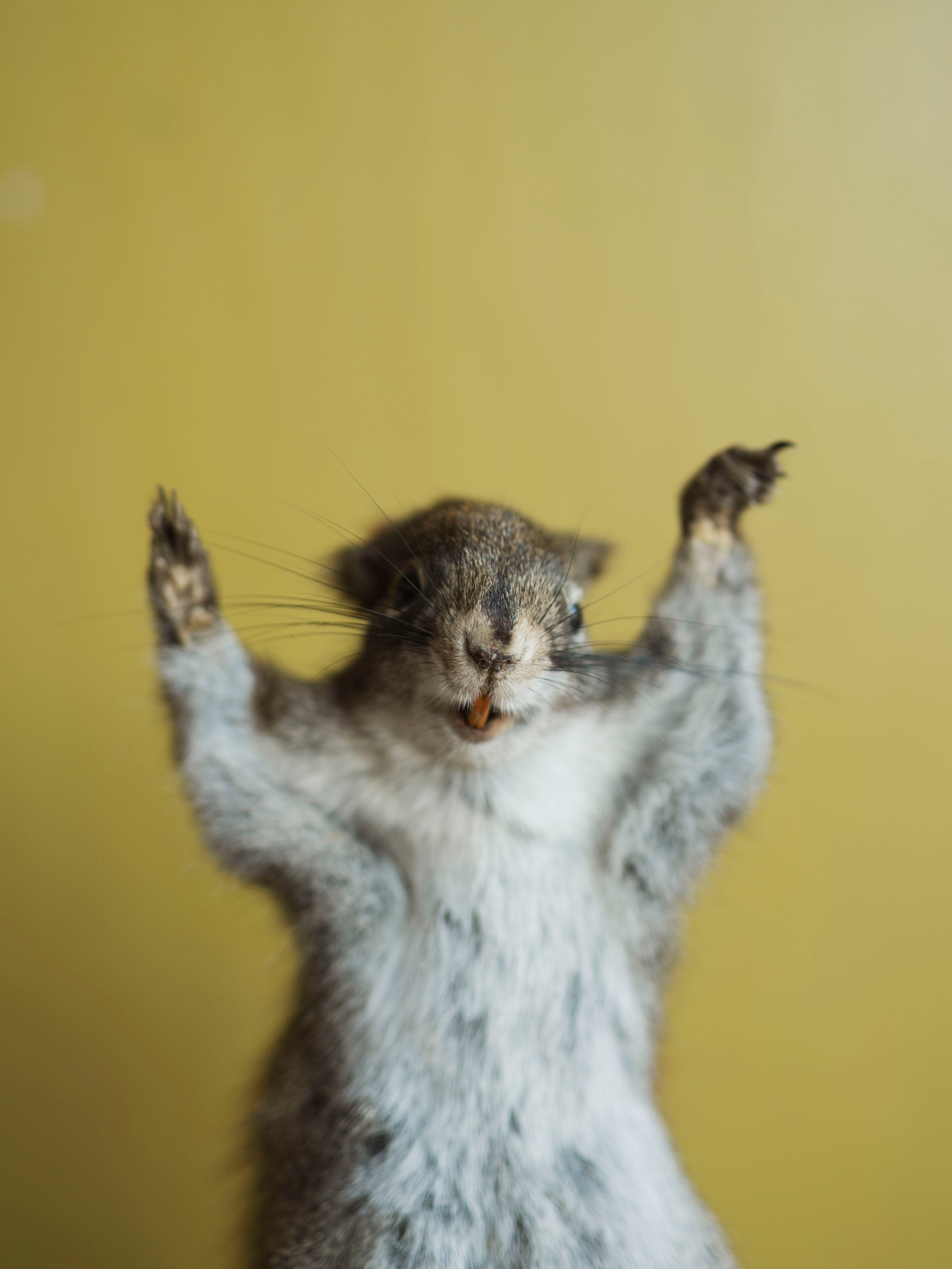 Two Hands Up Full Body Red Squirrel Taxidermy (Sadie), TA480