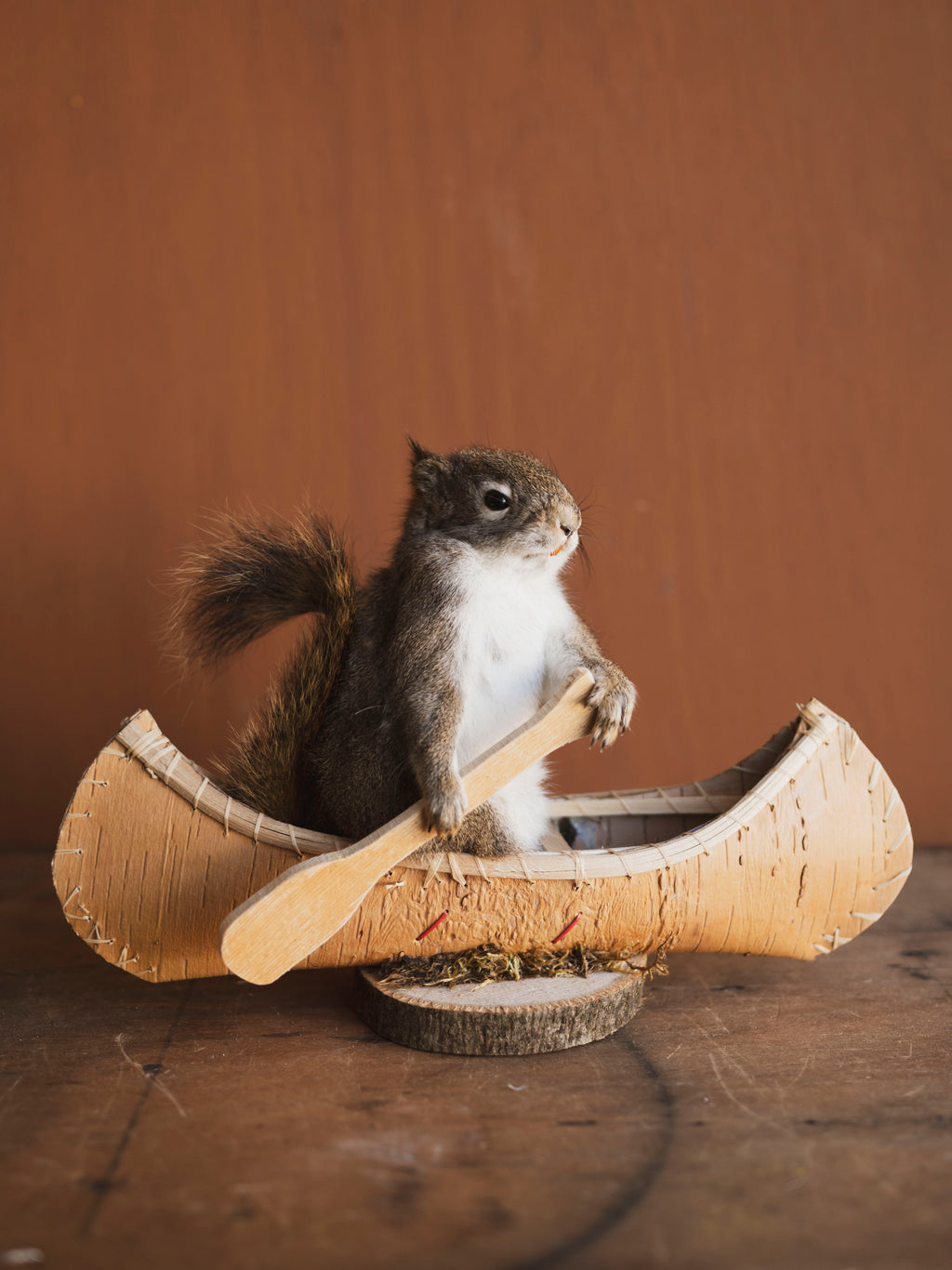 Full Body Red Squirrel in Canoe Taxidermy (Pine), TA475