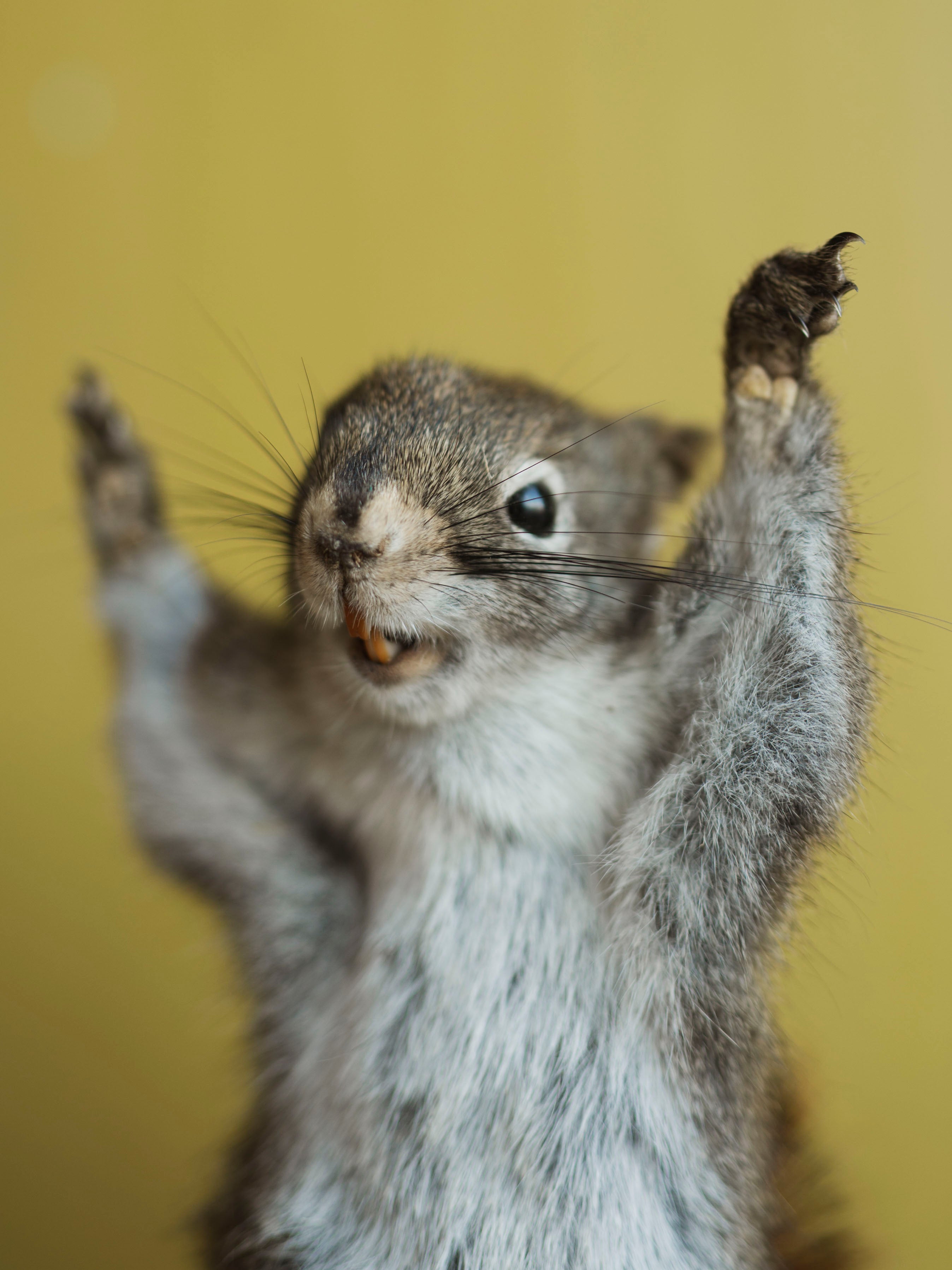Two Hands Up Full Body Red Squirrel Taxidermy (Sadie), TA480