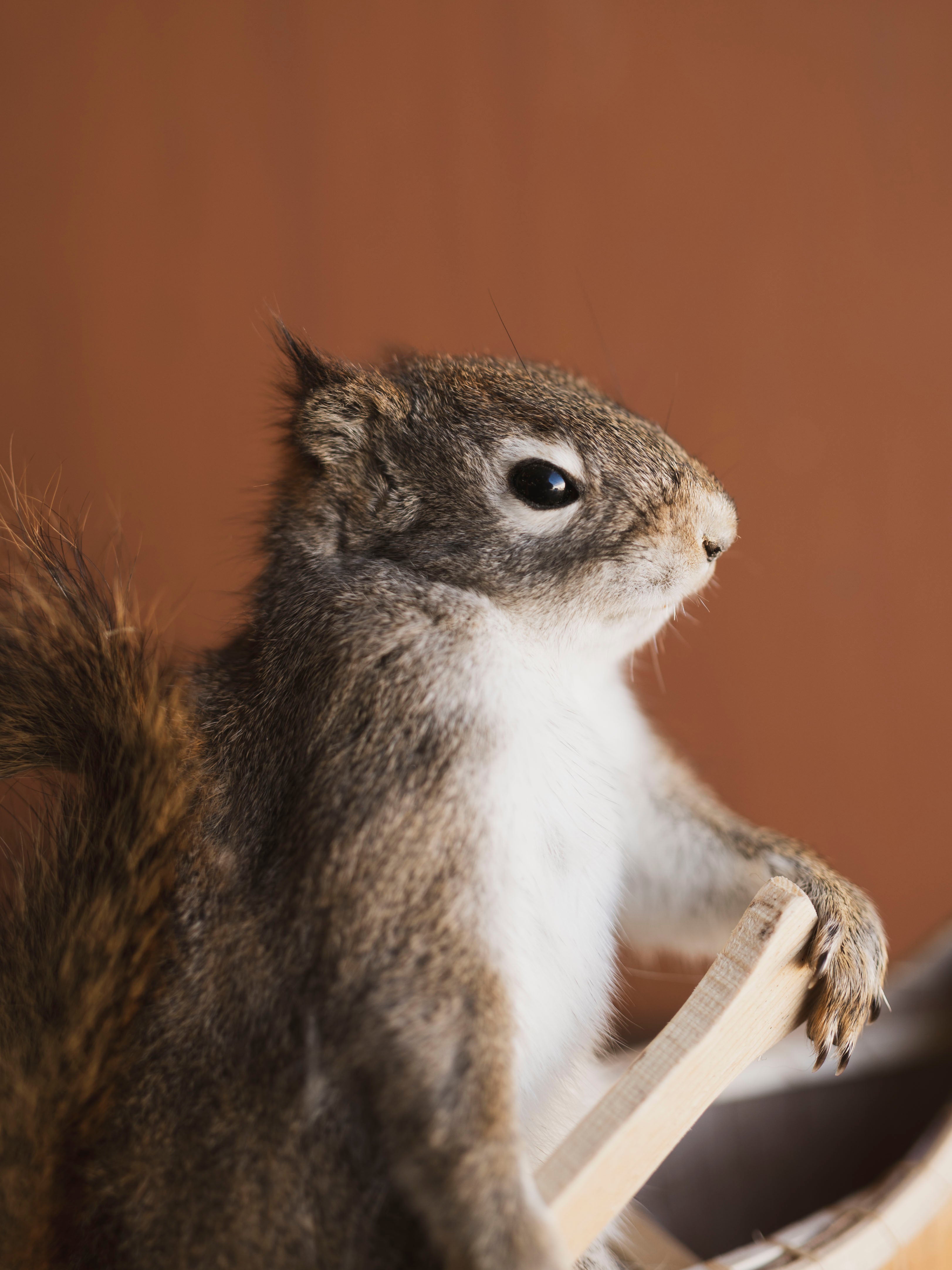 Full Body Red Squirrel in Canoe Taxidermy (Pine), TA475