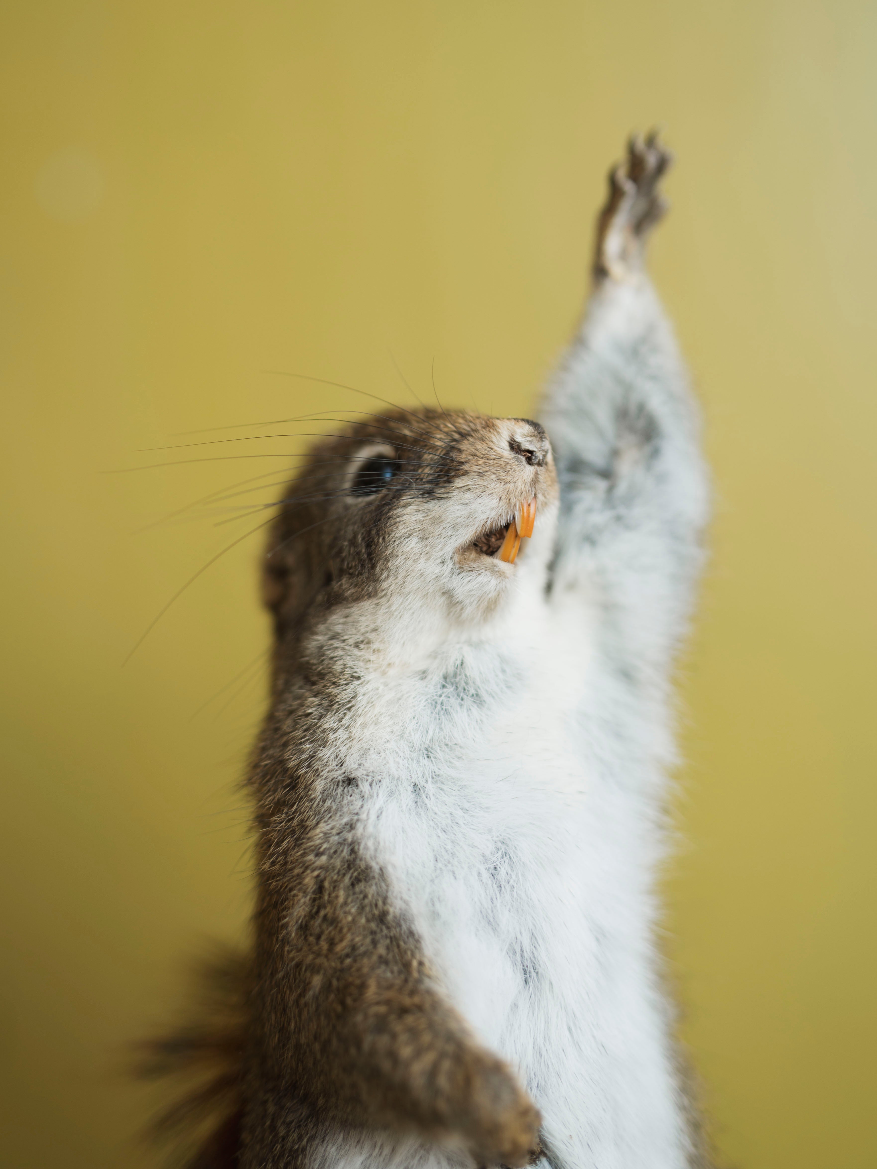 Raised Hand Full Body Red Squirrel Taxidermy (Sloane), TA481