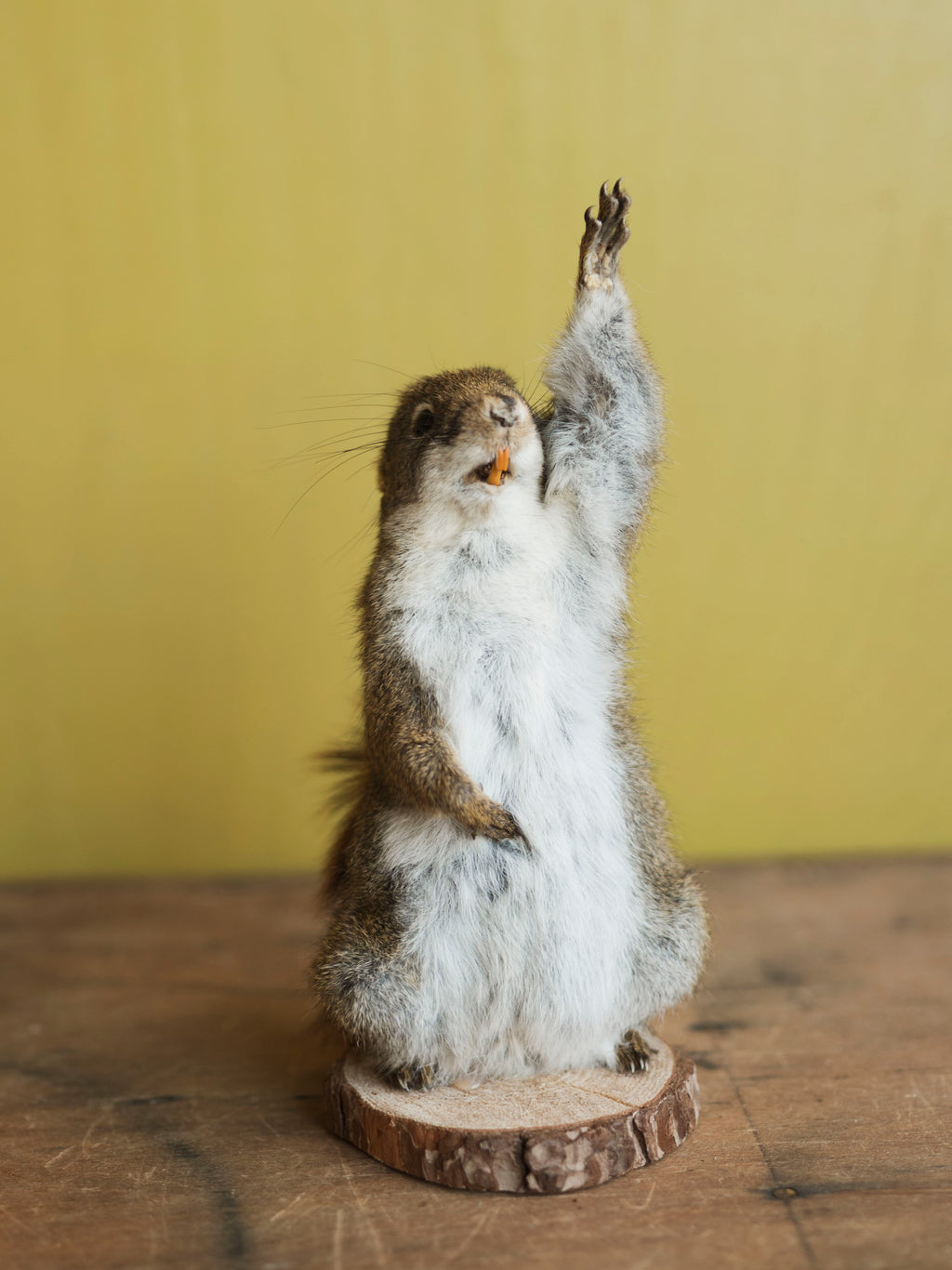 Raised Hand Full Body Red Squirrel Taxidermy (Sloane), TA481