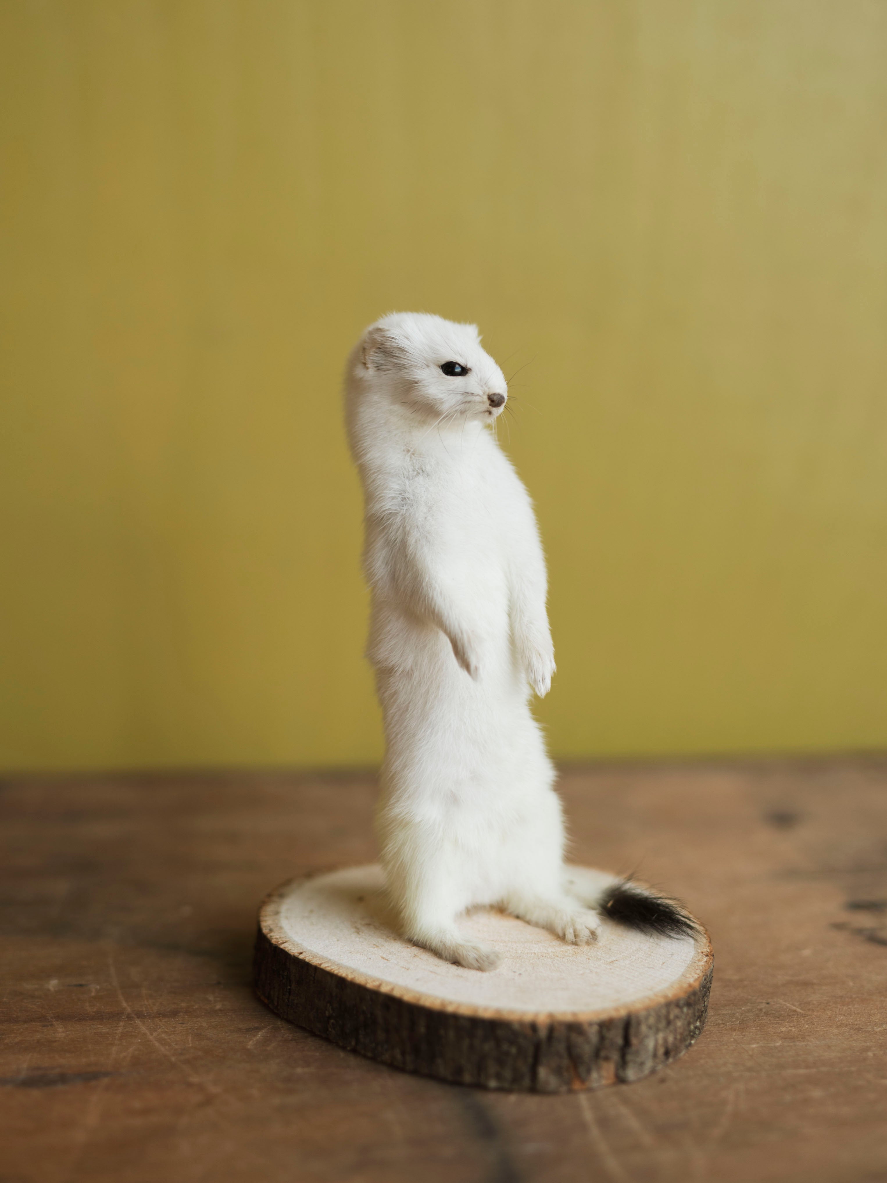 Full Body Ermine Taxidermy (Eden), TA470