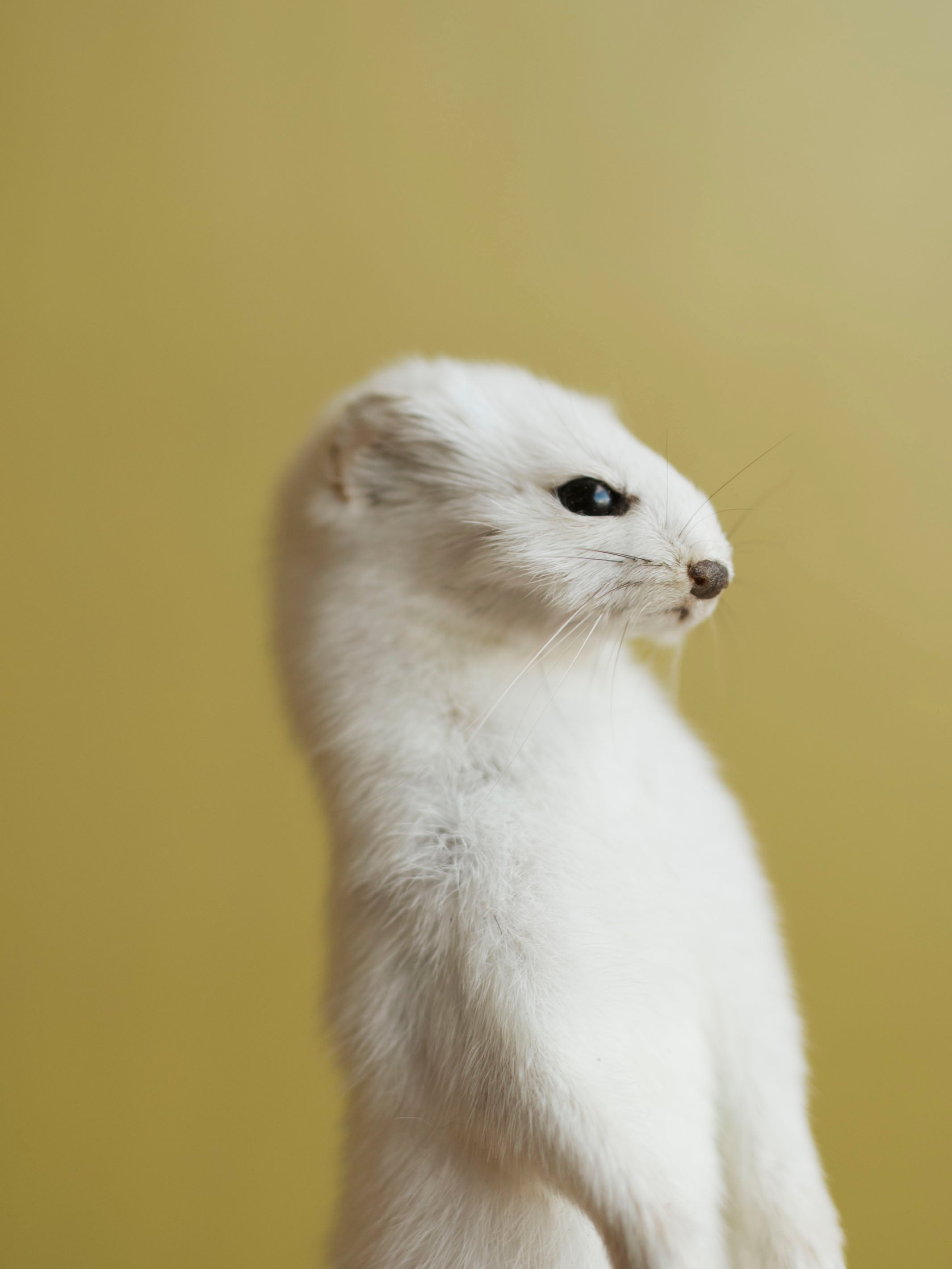 Full Body Ermine Taxidermy (Eden), TA470