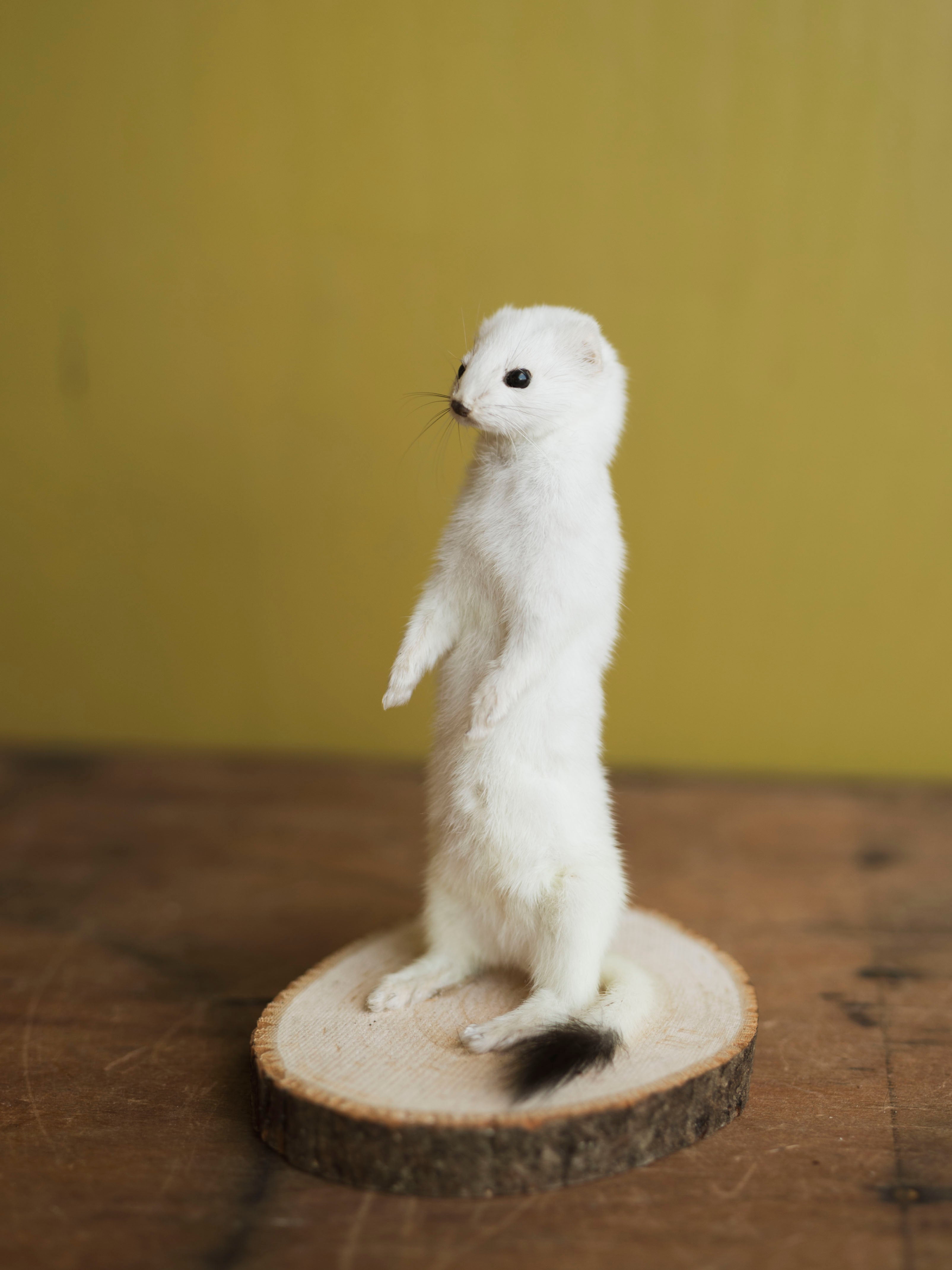 Full Body Ermine Taxidermy (Eden), TA470