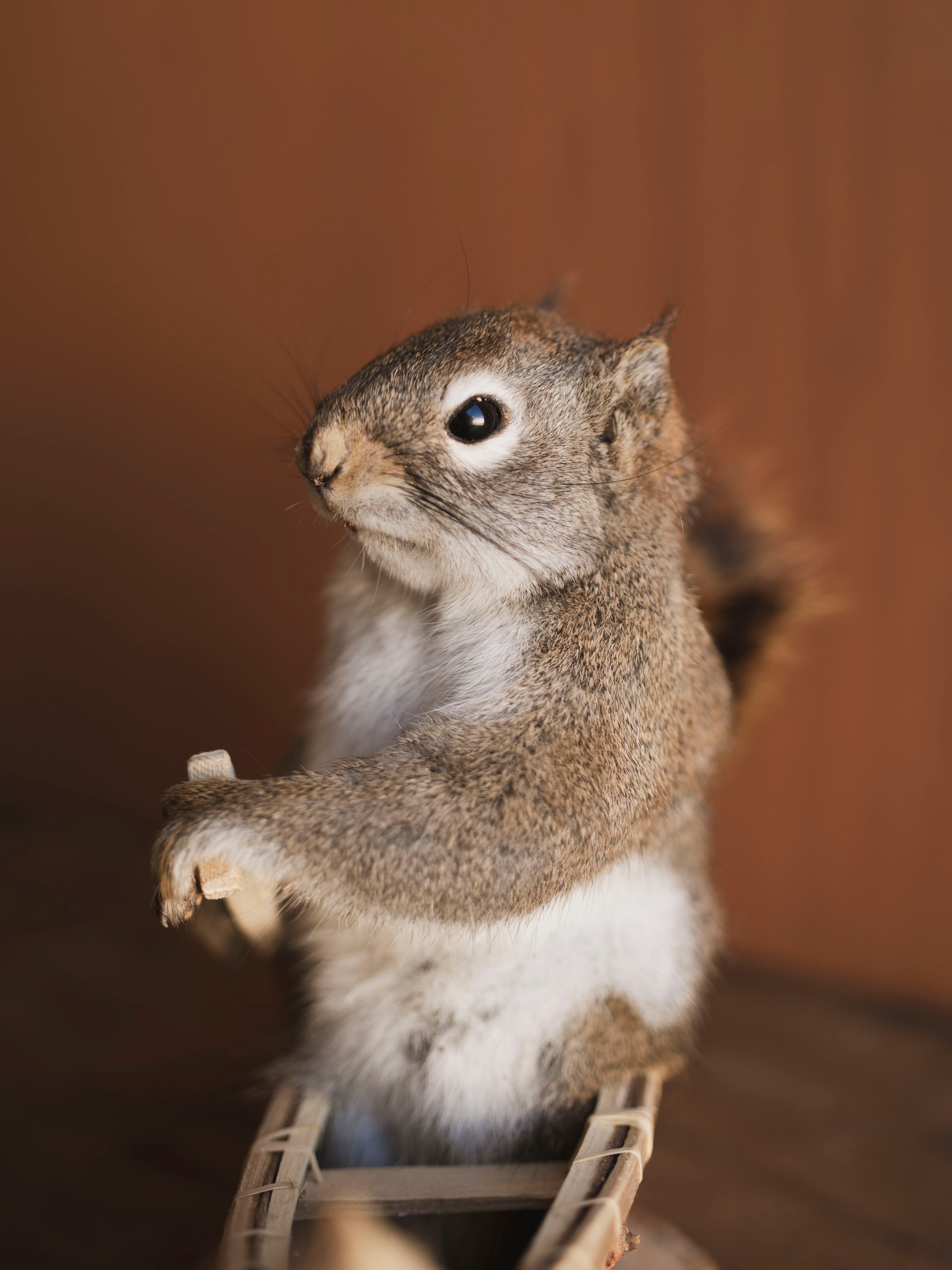 Full Body Red Squirrel in Canoe Taxidermy (Pine), TA475