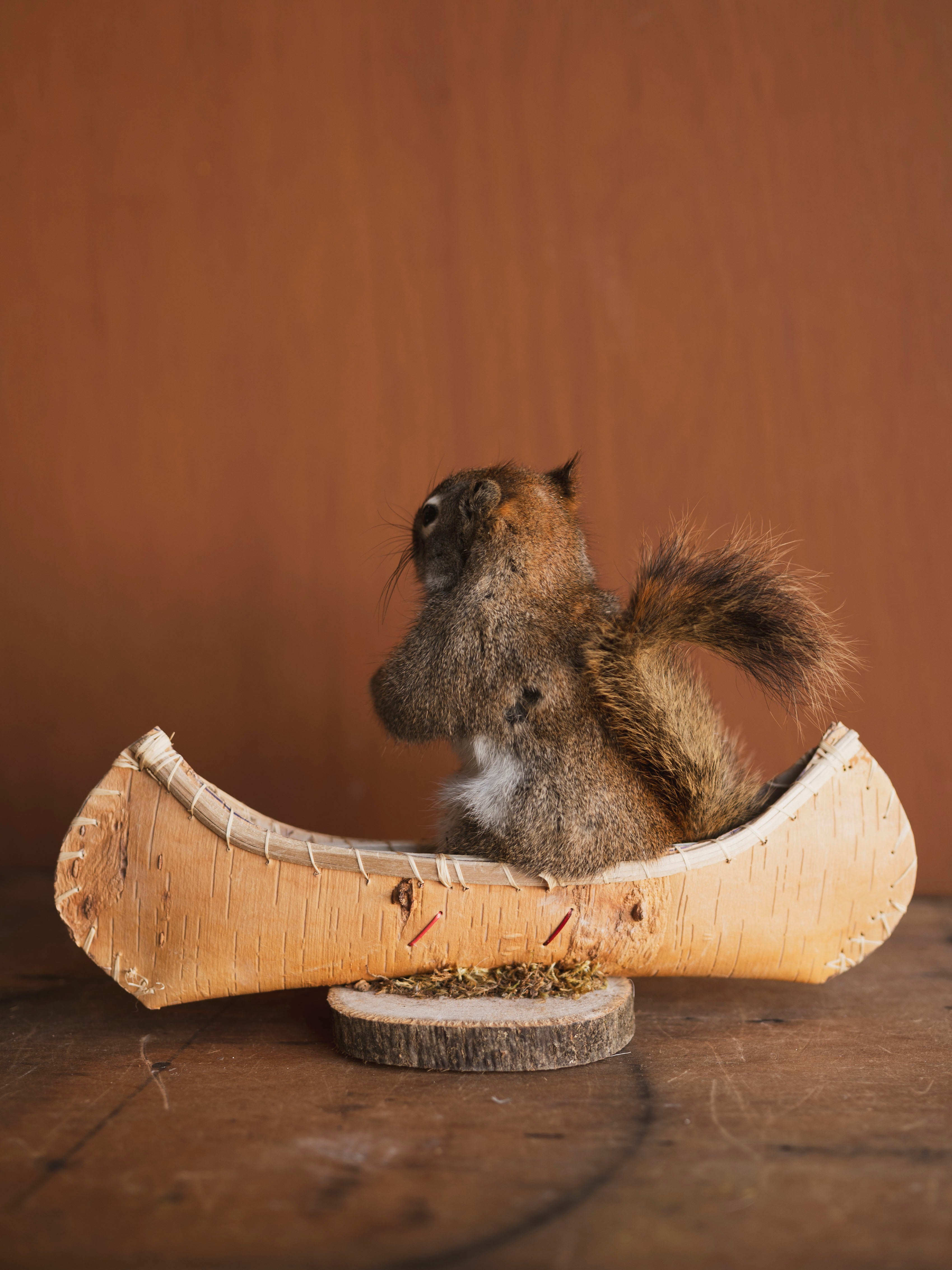 Full Body Red Squirrel in Canoe Taxidermy (Pine), TA475