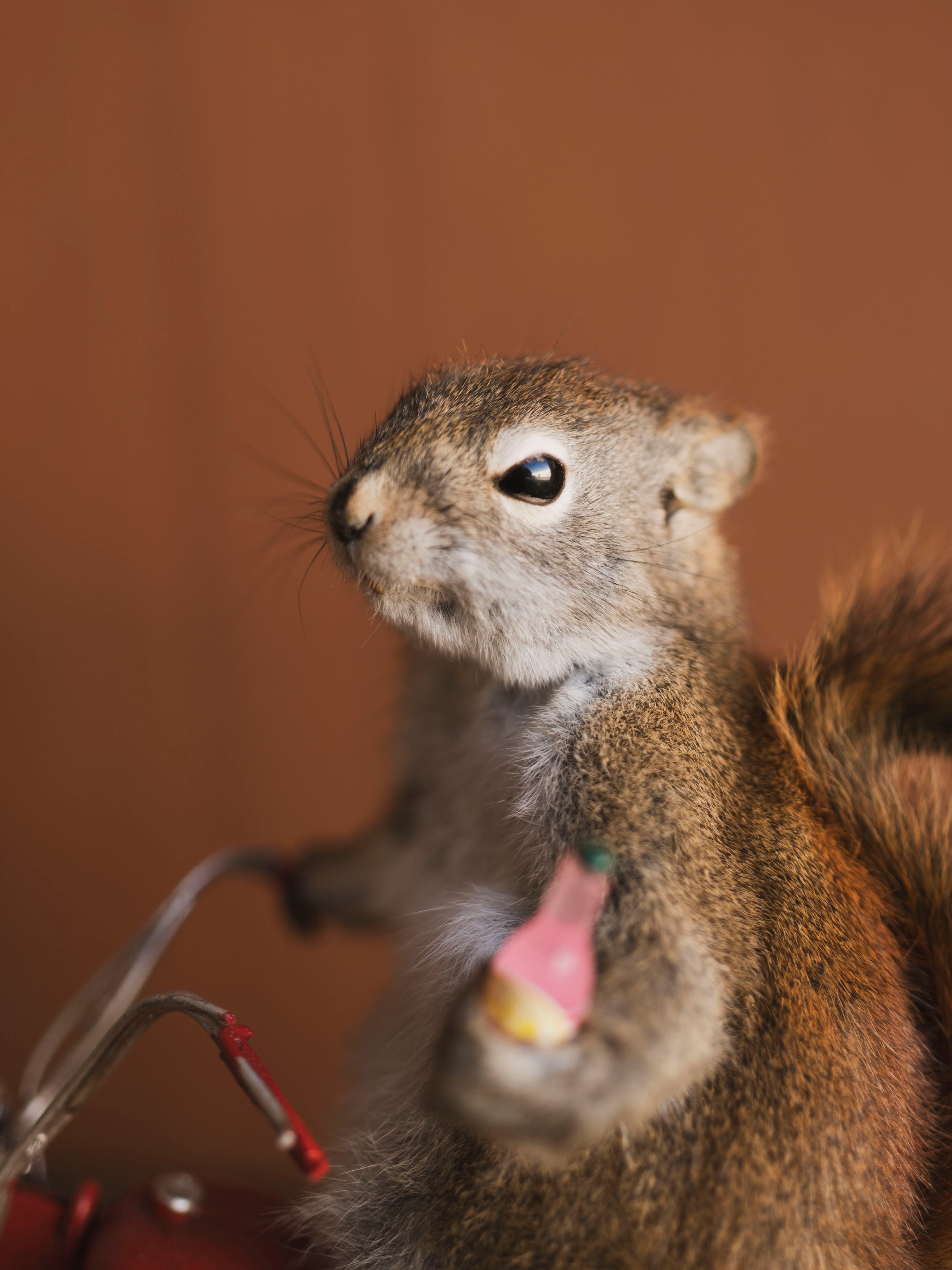 Full Body Squirrel on Motorcycle Taxidermy (Jedd), TA467