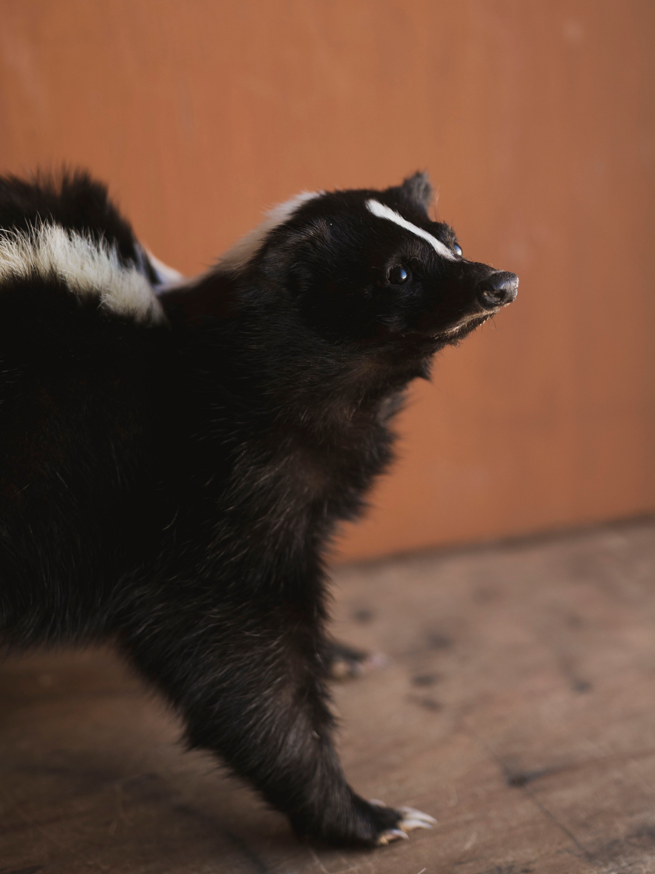 Full Body Skunk Taxidermy (Stinkah), TA482