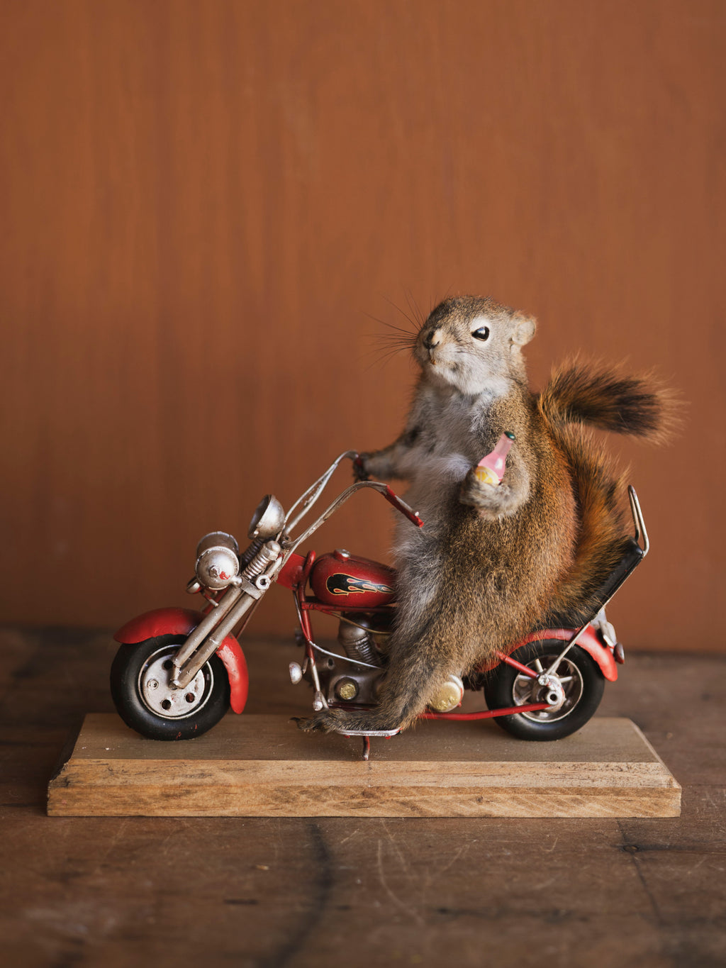 Full Body Squirrel on Motorcycle Taxidermy (Jedd), TA467