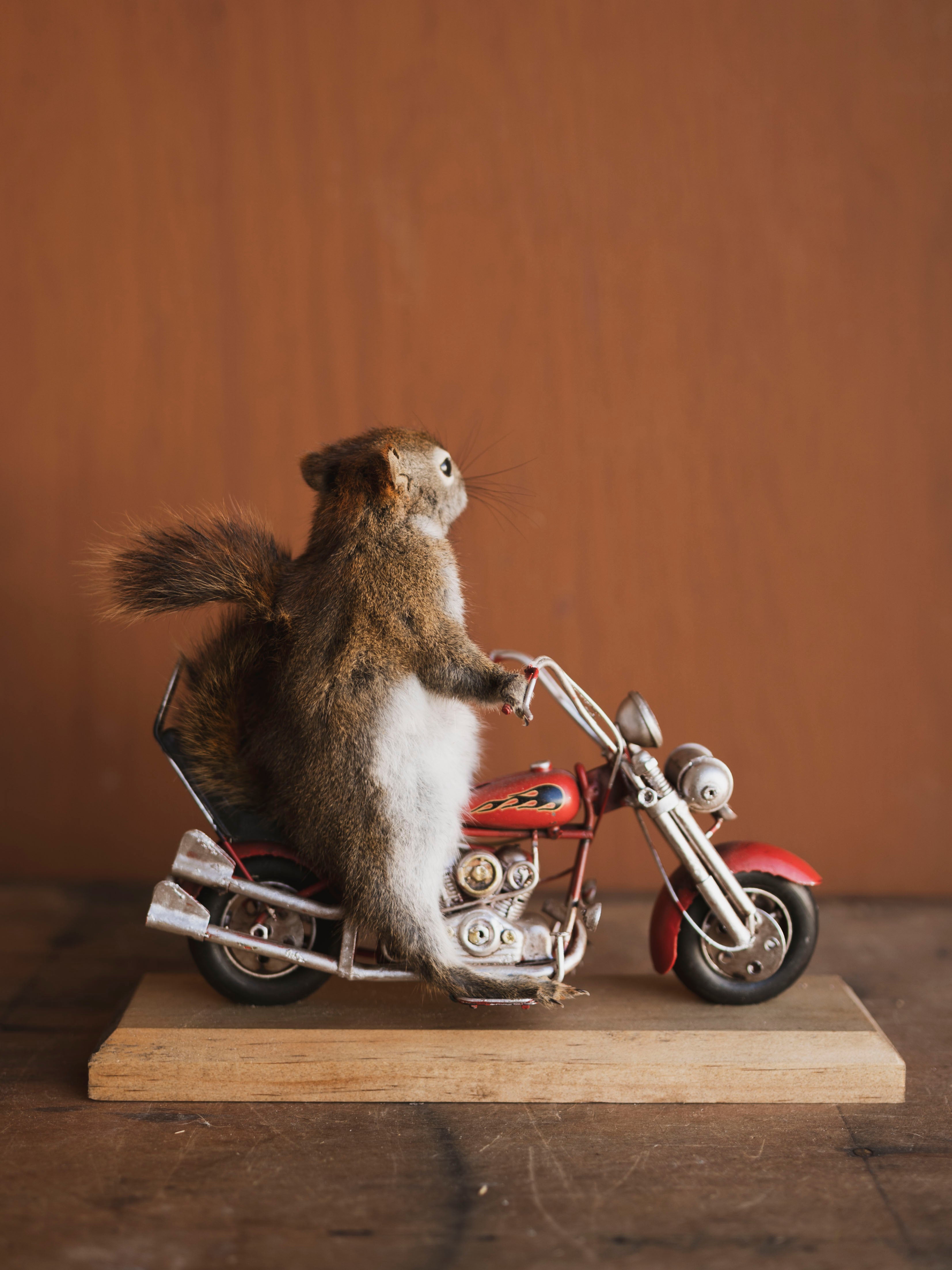 Full Body Squirrel on Motorcycle Taxidermy (Jedd), TA467