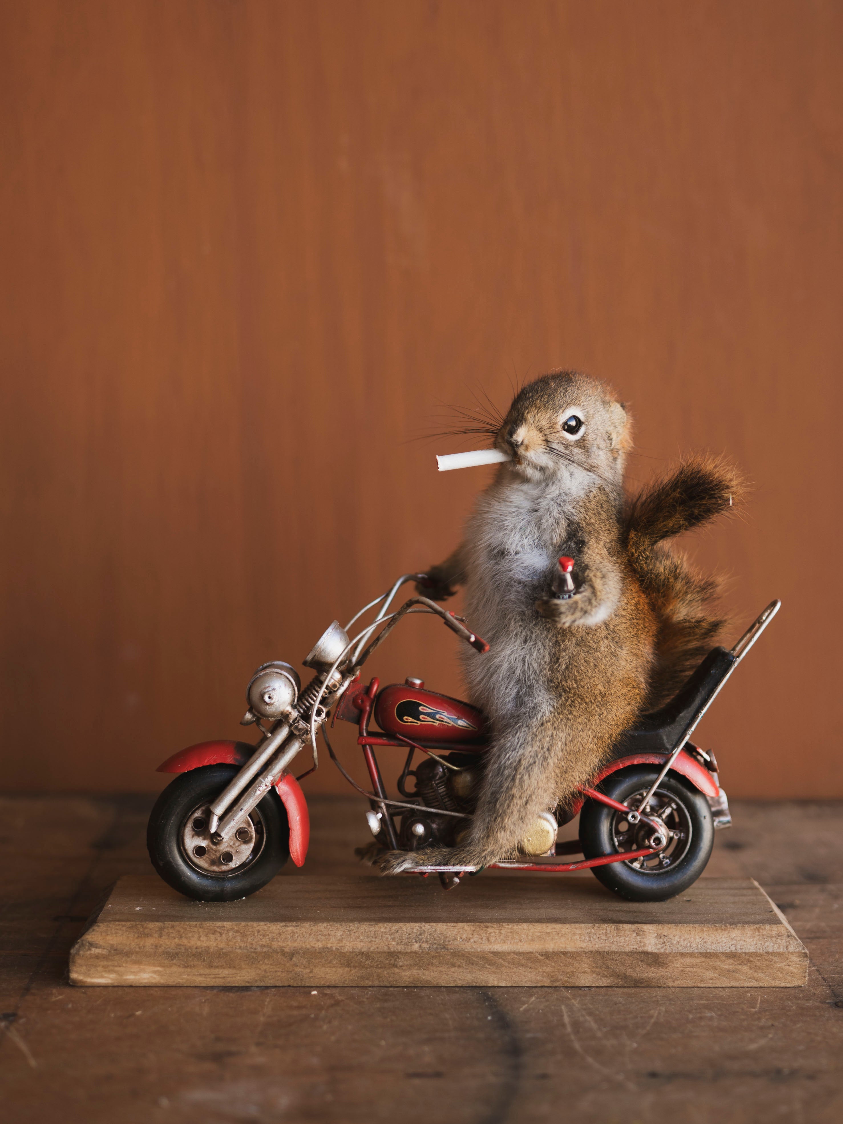 Full Body Squirrel on Motorcycle Taxidermy (Ted), TA468