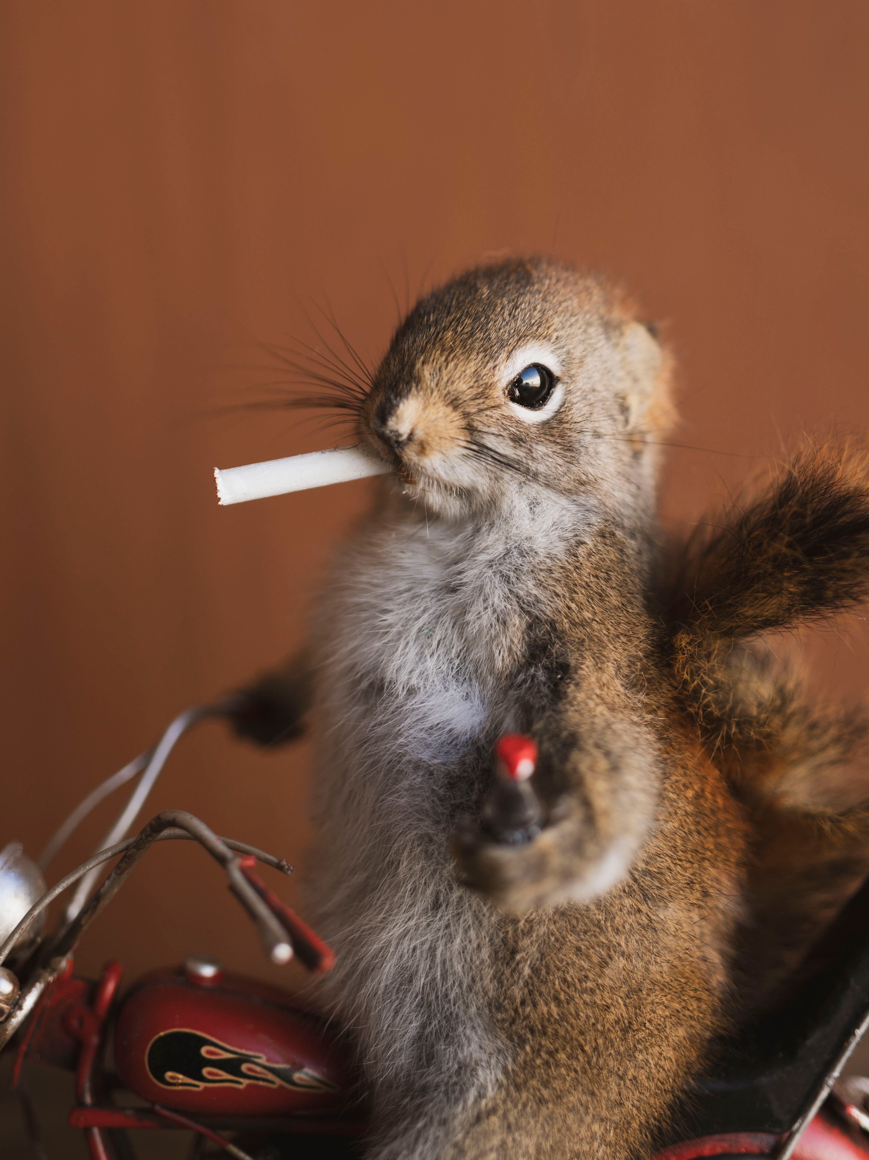 Full Body Squirrel on Motorcycle Taxidermy (Ted), TA468