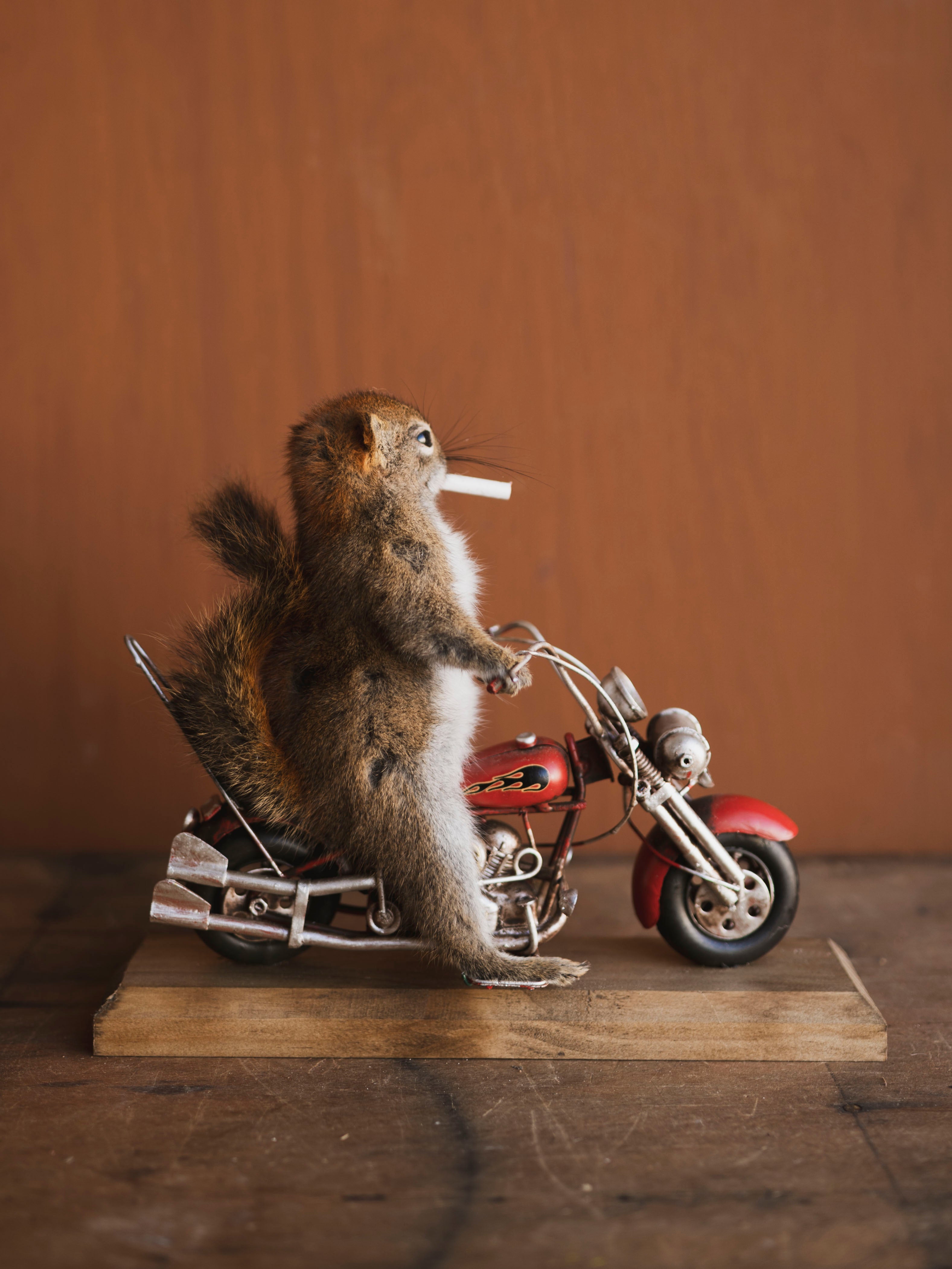 Full Body Squirrel on Motorcycle Taxidermy (Ted), TA468