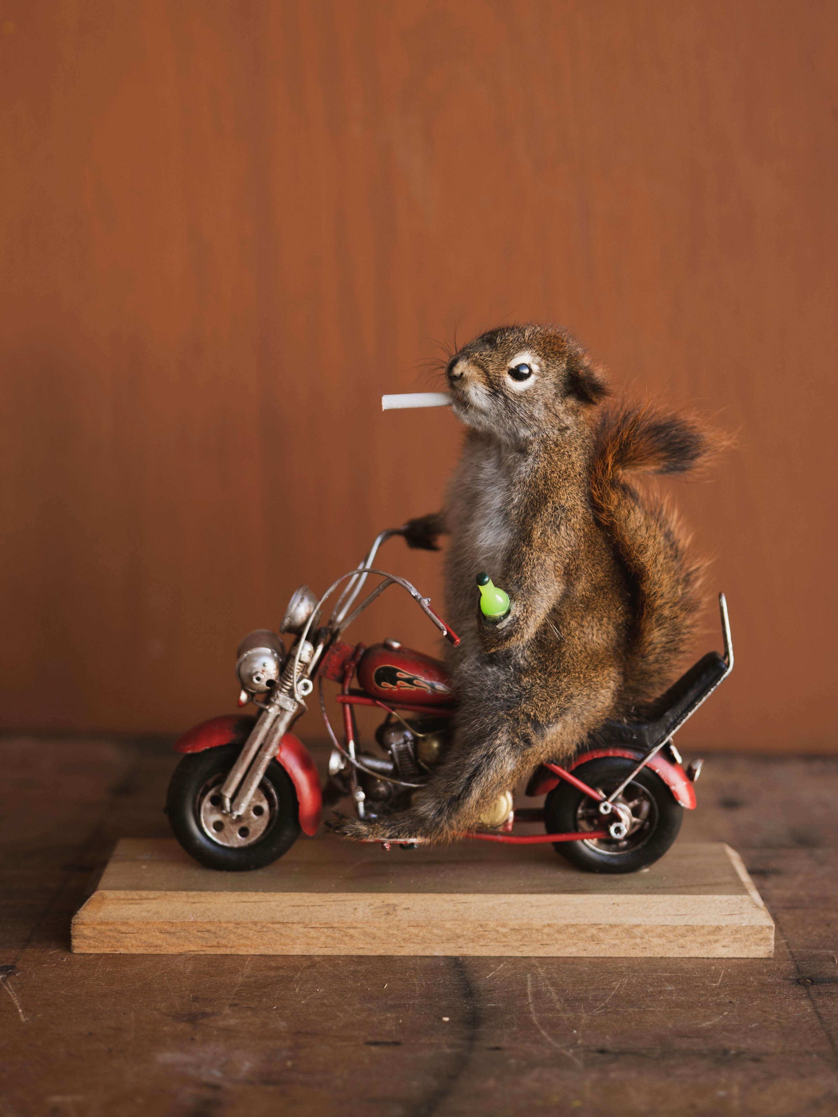 Full Body Squirrel on Motorcycle Taxidermy (Ed), TA469