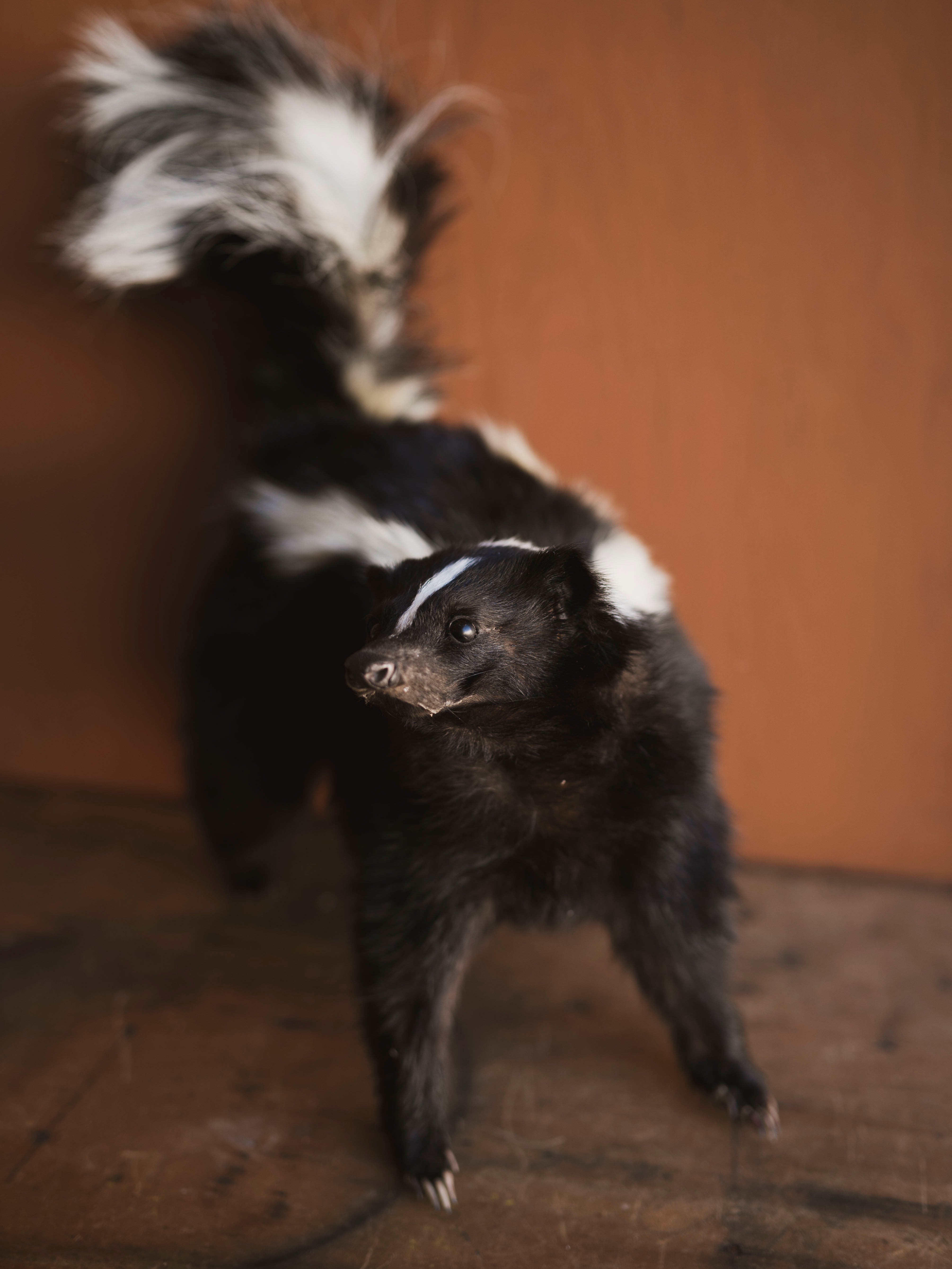 Full Body Skunk Taxidermy (Stinkah), TA482