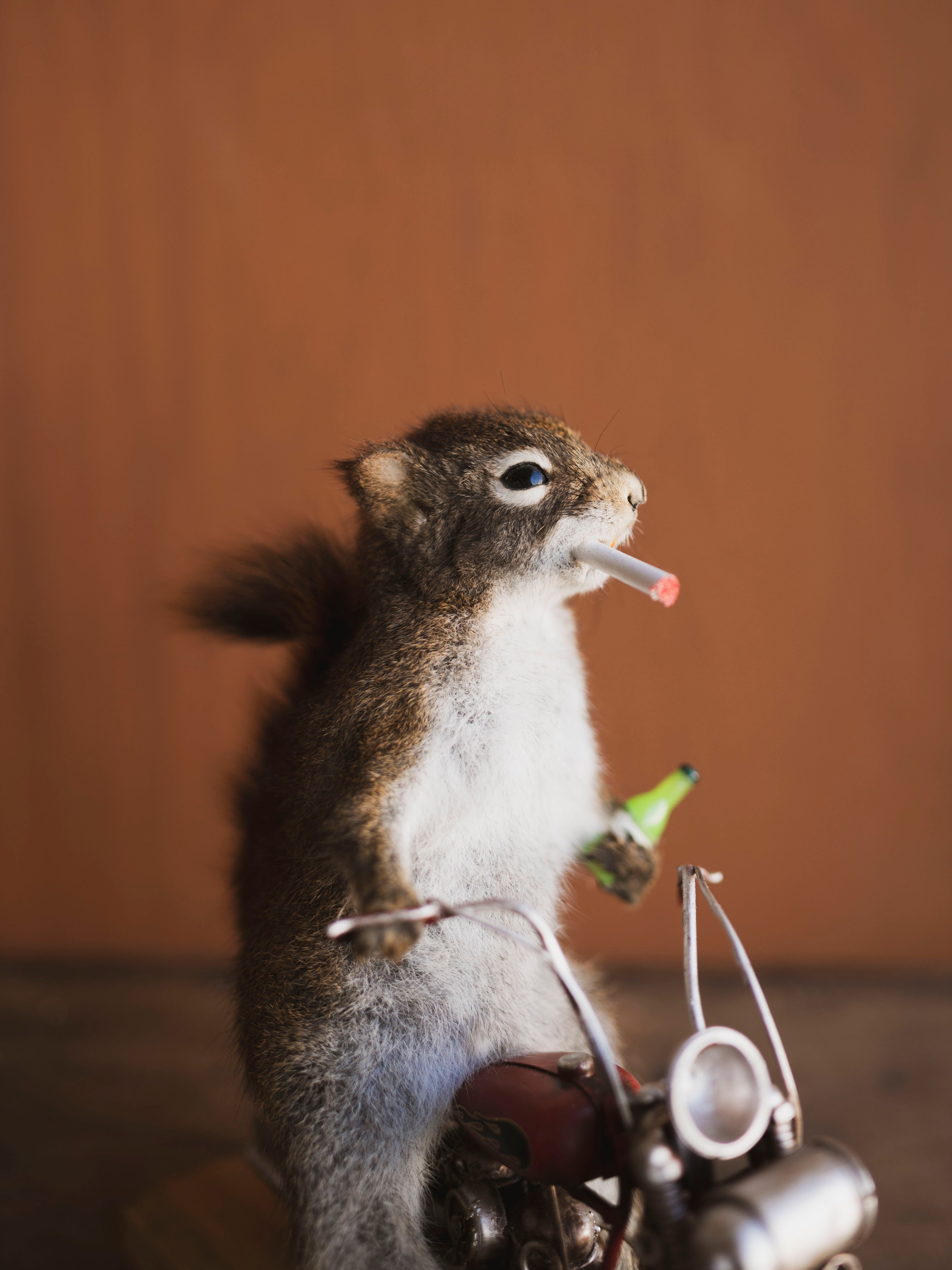 Full Body Squirrel on Motorcycle Taxidermy (Ed), TA469