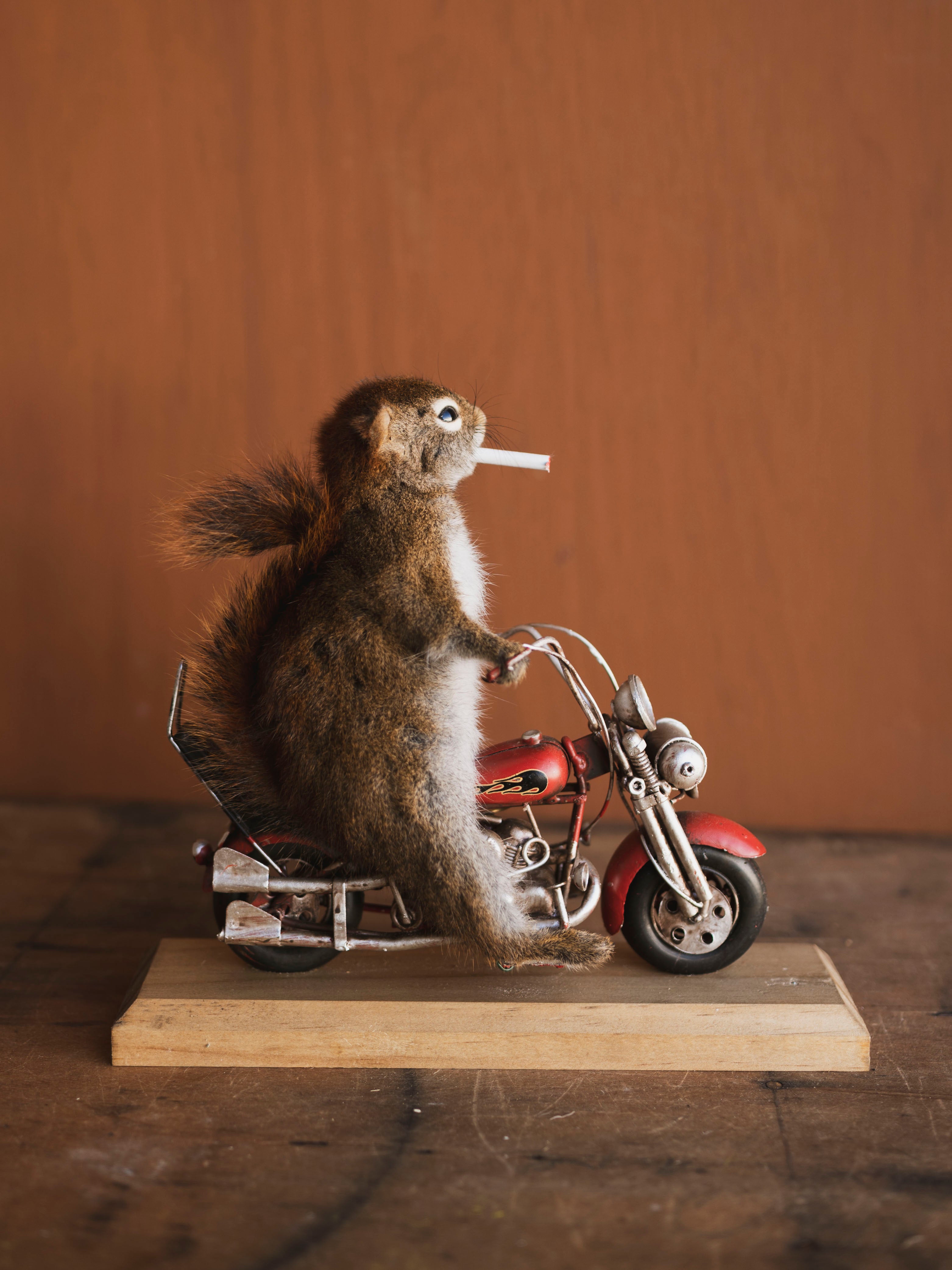 Full Body Squirrel on Motorcycle Taxidermy (Ed), TA469