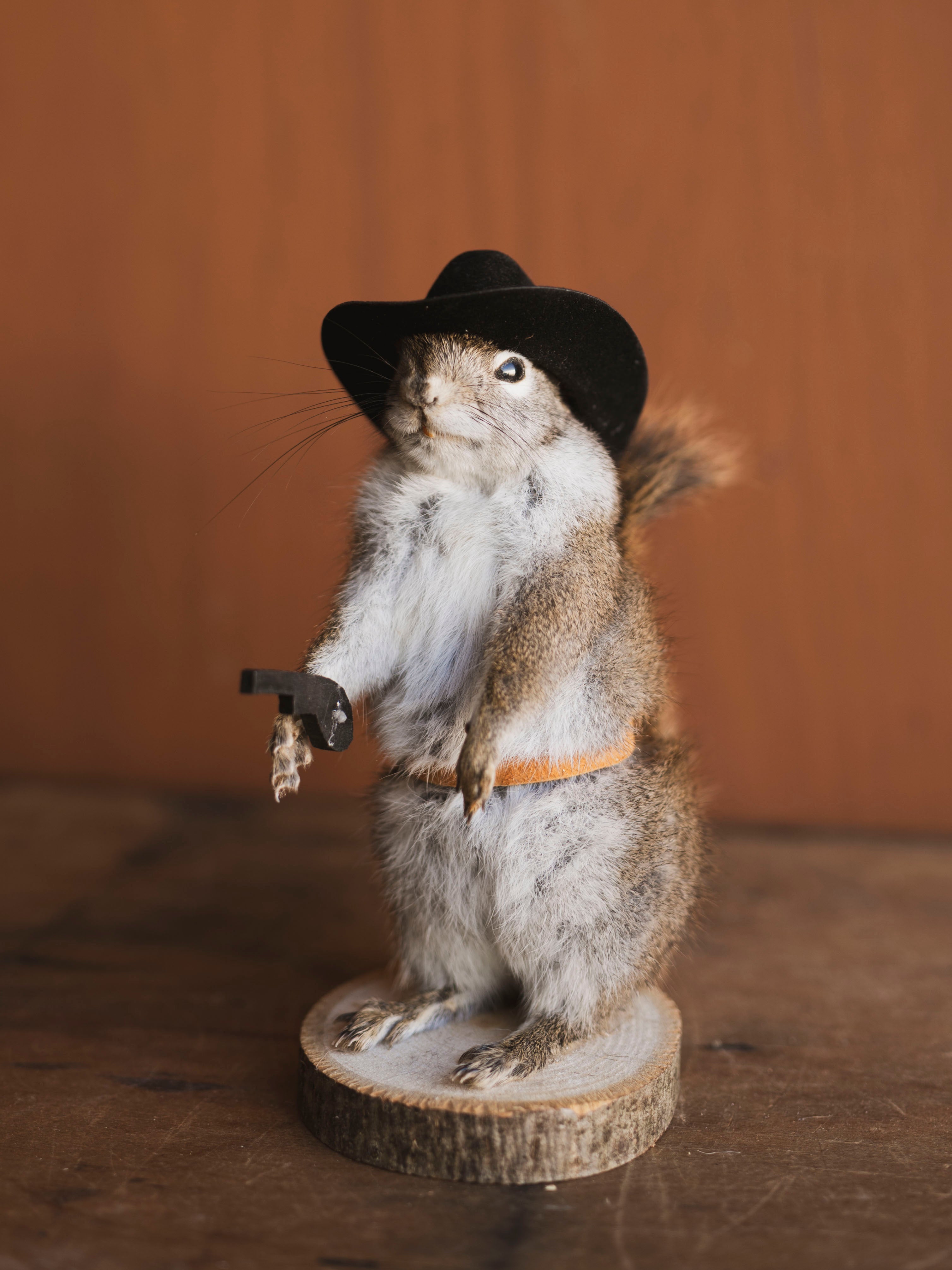 Cowboy Red Squirrel Full Body Taxidermy (Boot), TA477