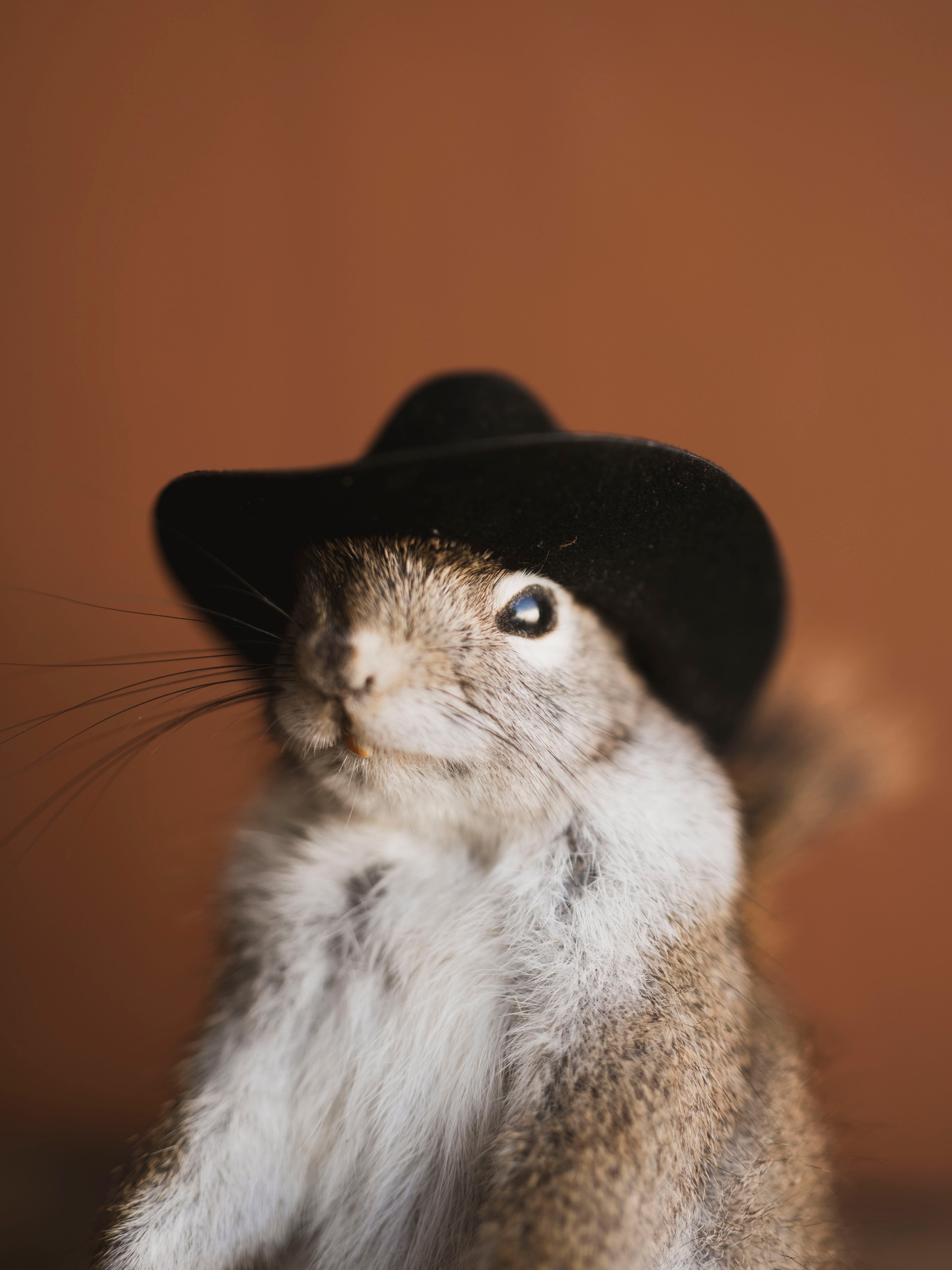 Cowboy Red Squirrel Full Body Taxidermy (Boot), TA477