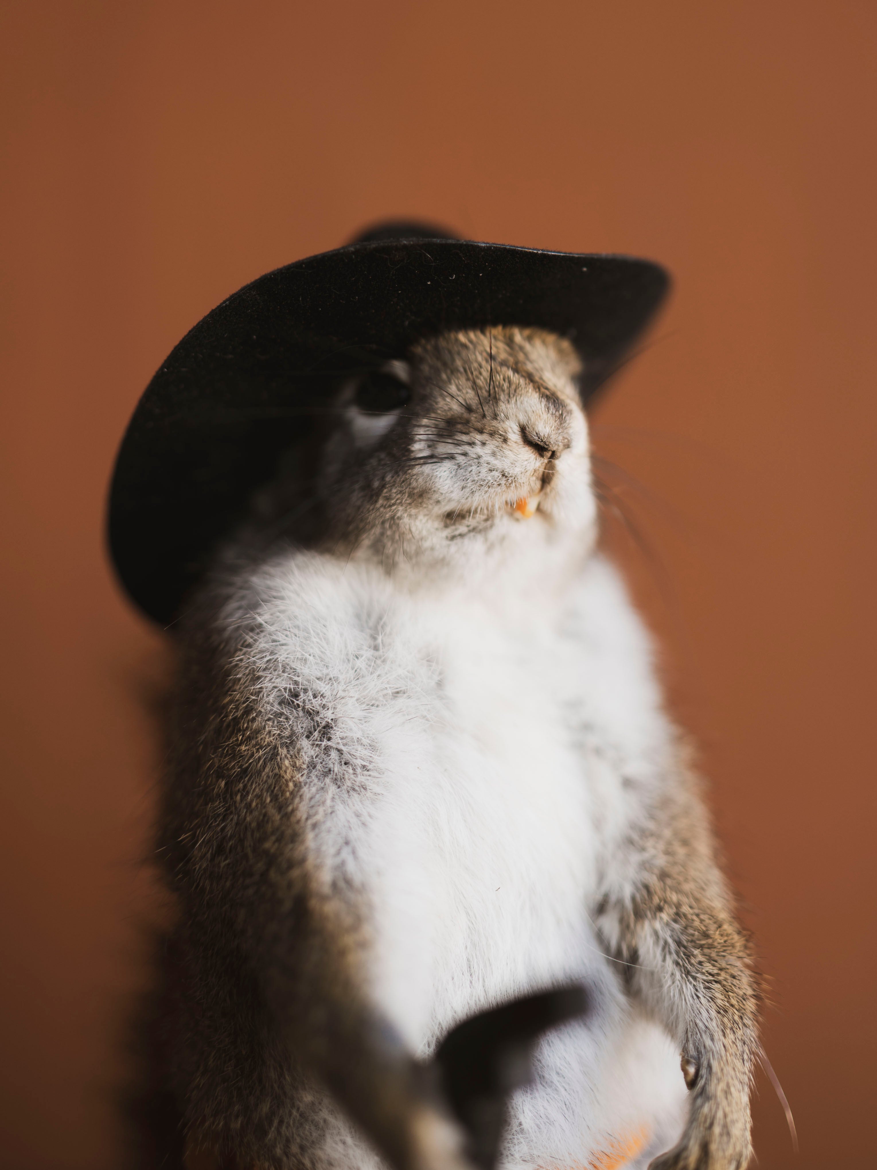 Cowboy Red Squirrel Full Body Taxidermy (Boot), TA477