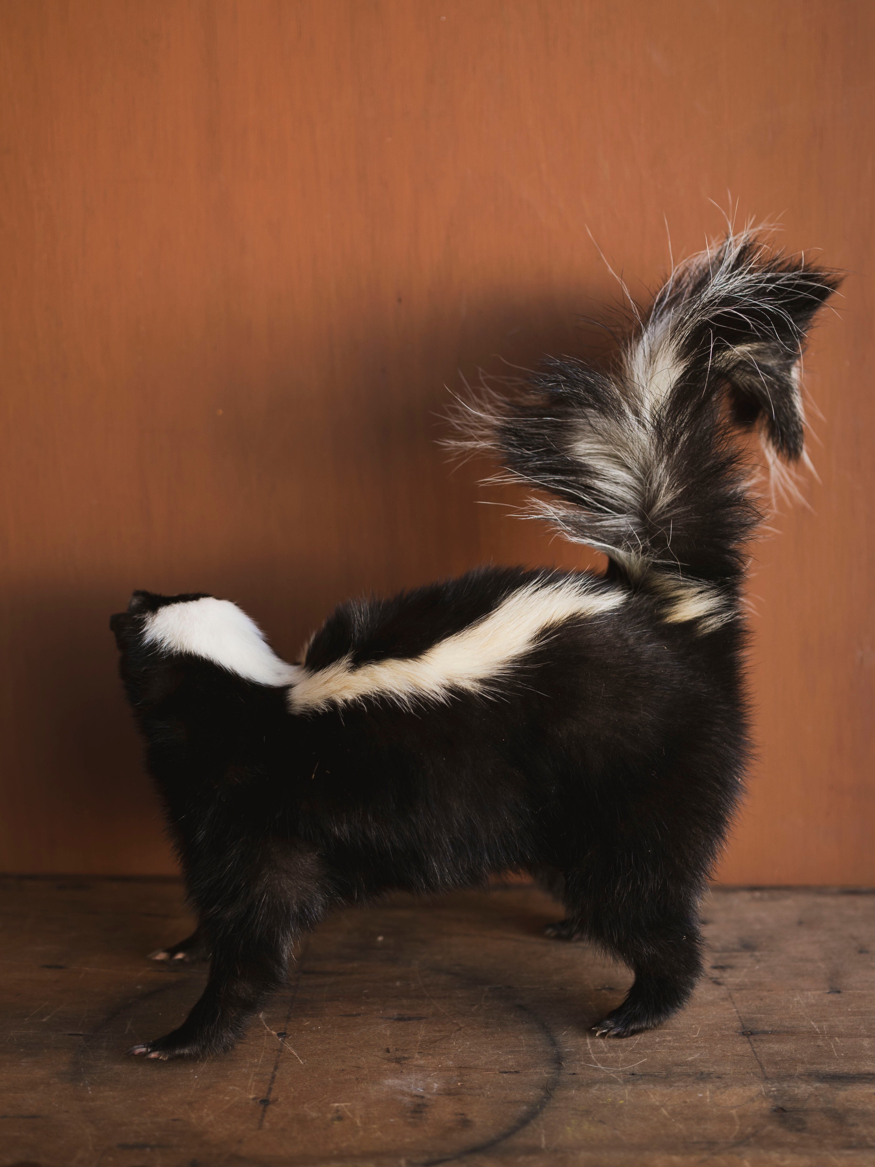 Full Body Skunk Taxidermy (Stinkah), TA482
